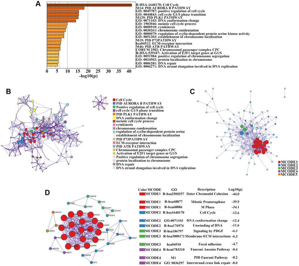 Enrichment analysis, protein–protein interaction (PPI) network construction, and module analysis. (A) Metascape bar graph to view the top 20 non-redundant enrichment clusters of upregulated genes. The enriched biological processes were ranked by p-value. A deeper color indicates a smaller p-value. (B) Metascape visualization of the networks of the top 20 clusters. Each node represents one enriched term colored by cluster ID; nodes that share the same cluster are typically close to each other. Node size is proportional to the number of input genes falling into that term. Thicker edges indicate higher similarity. (C) PPI network construction of upregulated genes. (D) Four sub-networks were identified by Cytoscape MCODE plug-in analysis. Ingenuity pathway analysis of genes in each sub-network to obtain the biological pathways.
