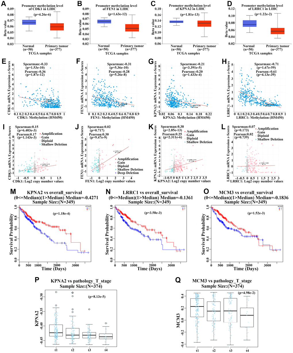 Methylation and gene copy number analyses of upregulated hub genes. (A–D) Methylation levels of CDK1 (A), FEN1 (B), KPNA2 (C), and LRRC1 (D) in primary hepatocellular carcinoma (HCC) tumors and normal tissues from the TCGA cohort. (E–H) Correlation analysis of methylation levels of CDK1 (E), FEN1 (F), KPNA2 (G), and LRRC1 (H) and their mRNA expression in HCC based on the TCGA cohort. (I–L) Correlation analysis of gene copy numbers of CDK1 (I), FEN1 (J), KPNA2 (K), and LRRC1 (L) and their mRNA expression in HCC based on the TCGA cohort. (M–O) Survival analysis of the correlation between methylation levels of KPNA2 (M), LRRC1 (N), and MCM3 (O) and overall survival (OS) in HCC patients from the TCGA cohort. (P–Q) Analysis of the association between KPNA2 (P) and MCM3 (Q) methylation and pathologic T stage in HCC patients of the TCGA cohort.