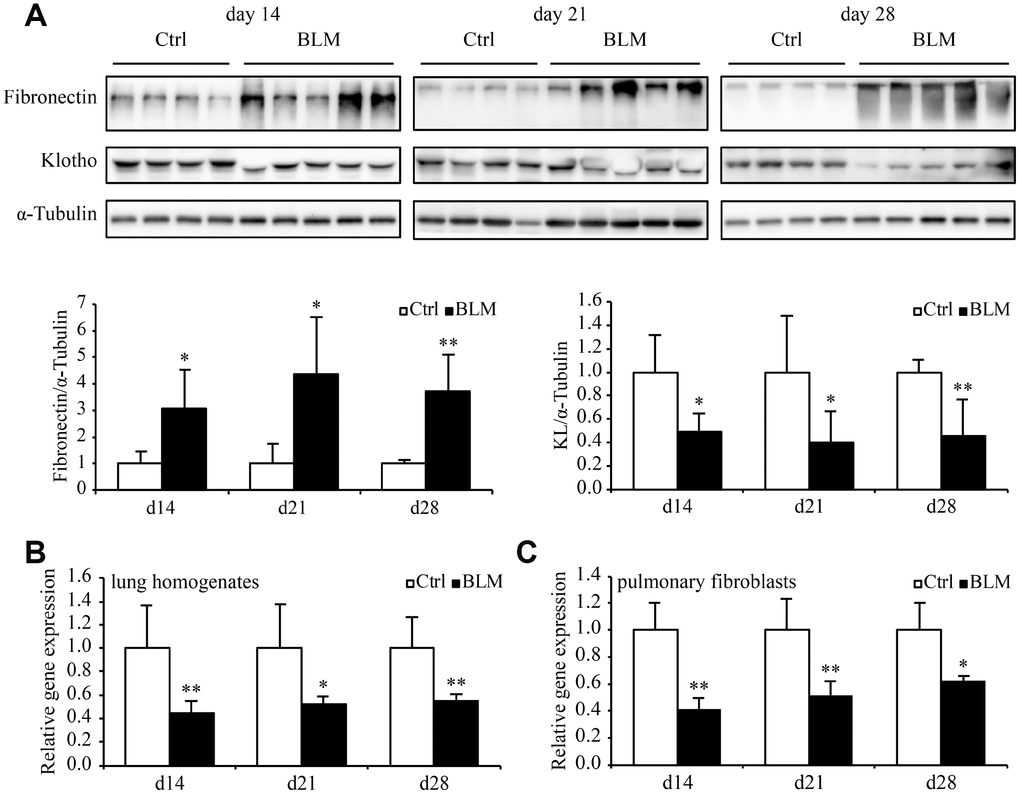 Kl expression decreases in the murine pulmonary fibrosis model induced by bleomycin. Protein levels of fibronectin, KL, and α-Tubulin (A) were assessed by western blotting and mRNA levels of Kl were measured by qPCR (B) in the total lung lysates from mice 14, 21, and 28 days after intratracheally administering a single dose of PBS (Ctrl, white bars) or bleomycin (BLM, black bars). mRNA levels of Kl in the primary pulmonary fibroblasts (C) isolated from mice 14, 21, and 28 days after intratracheally administering a single dose of PBS (Ctrl, white bars) or bleomycin (BLM, black bars) were analyzed by qPCR. *P P vs. Ctrl. 5-7 animals per group.