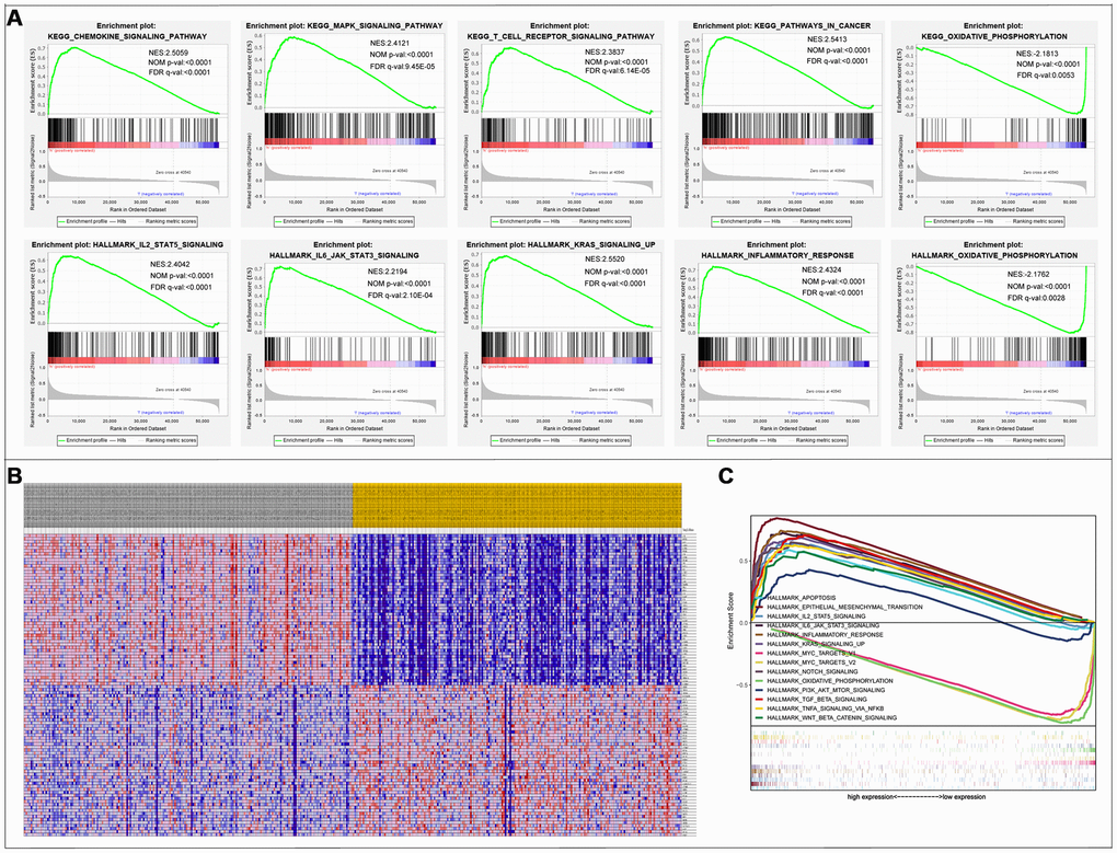 Gene Set Enrichment Analysis. (A) 10 significantly enriched pathways. (B) Cluster heatmap of top 50 high and low expressed genes in all samples. (C) Comparative analysis of the top 10 significantly enriched pathways.