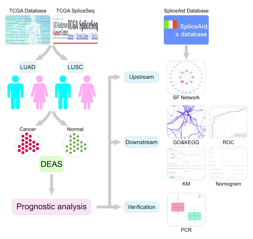 Flowchart for profiling AS of NSCLC. TCGA, The Cancer Genome Atlas; LUAD, lung adenocarcinoma; LUSC, lung squamous cell carcinoma; DEAS, differentially expressed alternative splicing; SF, splicing factor; KM, Kaplan Meier.