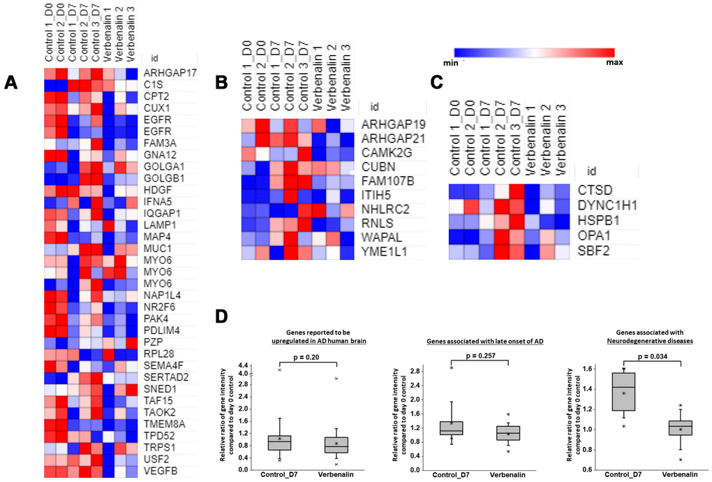 Heat maps showing relative expression intensity of genes reported to be (A) upregulated in AD human brain, (B) strongly associated with late-onset of AD, (C) associated with neurodegenerative diseases in untreated control hAECs on day 0 and day 7, and in verbenalin-treated hAECs on day 7. (D) Boxplots for the relative ratios of gene intensity (genes presented in the heat maps) in day 7 control (Control