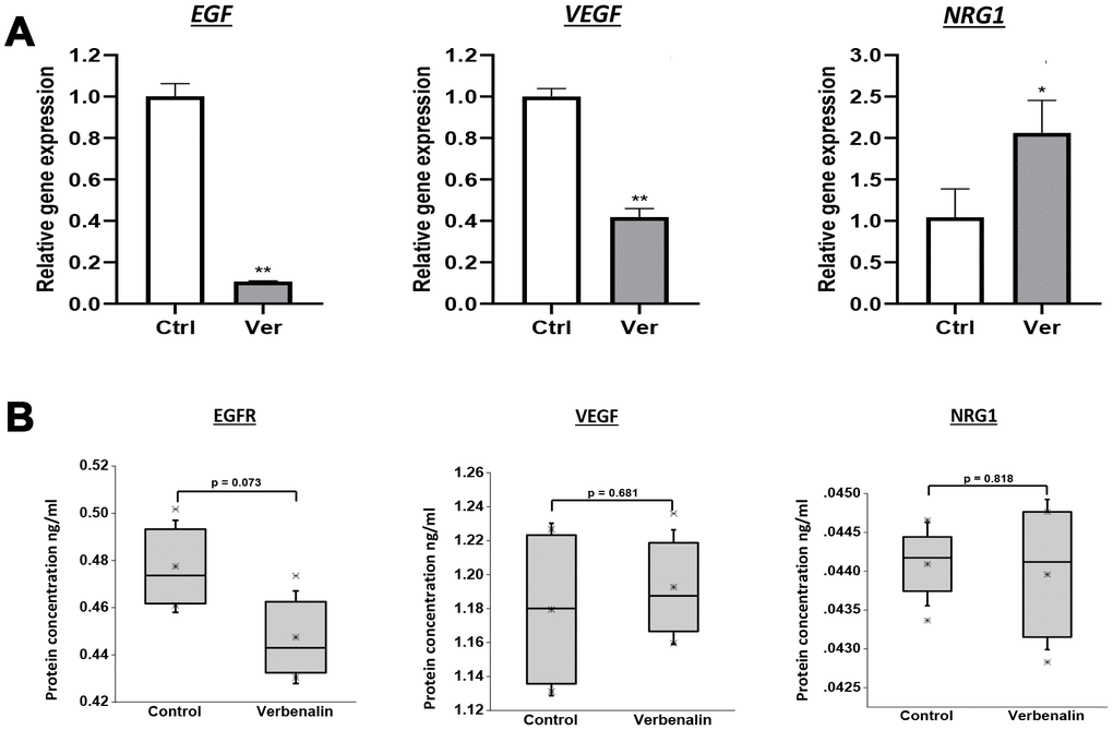 Effect of verbenalin treatment on the expressions of EGF, VEGF, and NRG1. The hAECs were treated with 20 μM of verbenalin (Ver) for 7 days, while the control cells were maintained in the placental basal medium. (A) Gene expressions were evaluated by real-time PCR. Each value represents the mean ± SD (n = 3). Asterisks refer to statistical significance (*p B) Boxplots of protein concentration (ng/ml) obtained by ELISA (n = 4). Box ranges from 25th to 75th percentile, the line in the middle represents the median value, the whiskers represent the min, max, and mean values, and the error bar represents the SD. The difference in protein concentration between treatment and control group was measured using One-way ANOVA for linear distribution.