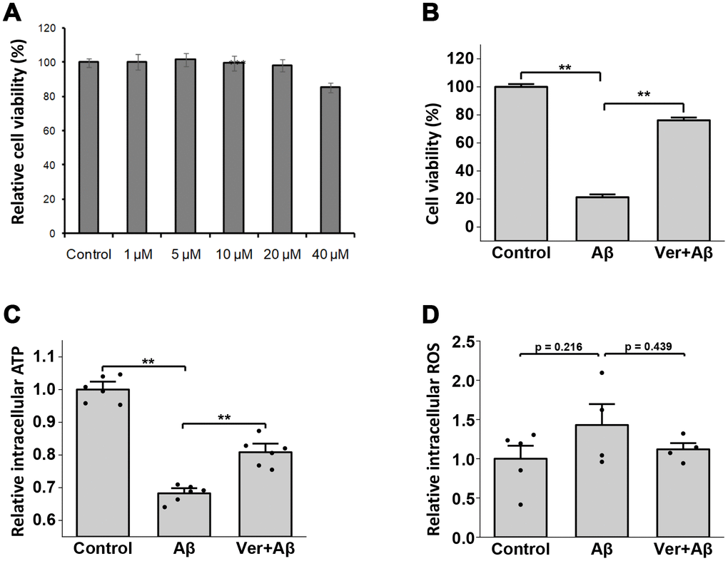 Neuroprotective effects of verbenalin (Ver) on amyloid beta (Aβ)-induced toxicity in human neuroblastoma SH-SY5Y cells. (A) Cells were exposed to verbenalin at concentrations of 1, 5, 10, 20, and 40 μM for 72 h. The control cells were not treated. Cell viability was measured by the MTT assay and was calculated as a percentage of that in the control group (100%). The results are expressed as the means ± standard error of the mean (SEM) of independent experiments (n = 6, 96-well plate). ***p †p B) Cell viability was measured by the MTT assay and was calculated as a percentage of that in the control group (100%). (C) A bioluminescence assay was used to measure cellular ATP levels, and the results are shown as relative intracellular ATP levels. (D) Levels of intracellular reactive oxygen species (ROS) were measured using a fluorescence cell-based assay, and results are shown as relative intracellular ROS (n=4).