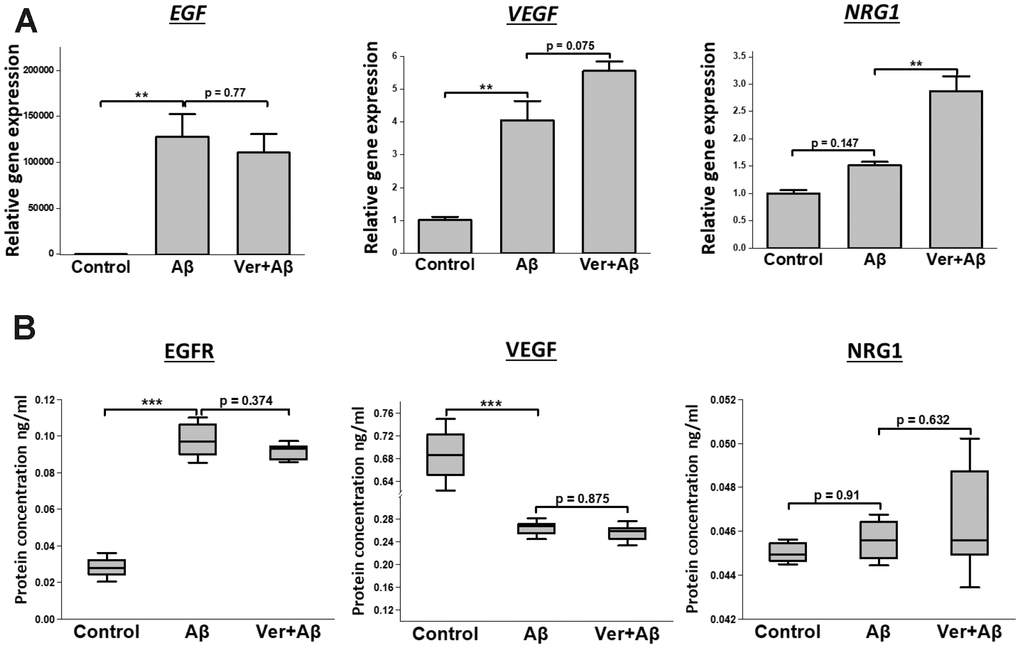 Effect of verbenalin treatment on the expressions of EGF, VEGF, and NRG1 in Aβ-induced human neuroblastoma SH-SY5Y cells. (A) Gene expressions were evaluated by real-time PCR. Each value represents the mean ± SD (n = 4). (B) Boxplots of protein concentration (ng/ml) obtained by ELISA (n = 4). Box ranges from 25th to 75th percentile; the line in the middle represents the median value; the error bar represents the SD. Asterisks refer to statistical significance (*p 