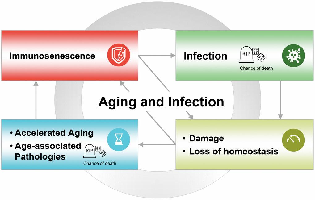 The vicious circle of aging and infection, where age-associated immunosenescence leads to reduced ability to resist infection; infection leads to increased damage, loss of homeostasis, and accelerated aging; which in turn leads to age-related diseases, further accelerating immunosenescence. Infections and other age-related diseases are among the main causes of death in the developed world and developing countries.