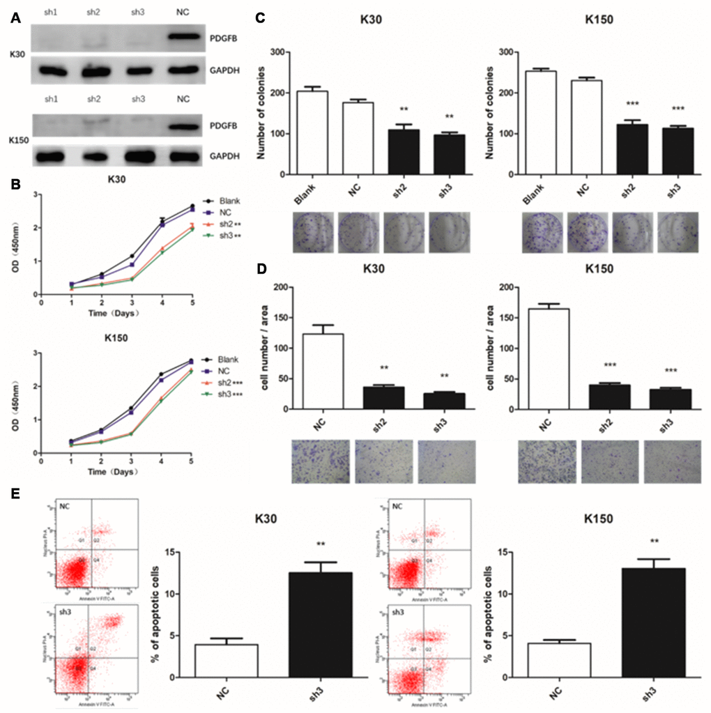 Depletion of PDGFB inhibits esophageal squamous cell carcinoma cell growth and induces apoptosis. Western blotting analysis showed that PDGFB expression was down-regulated after lentiviral transduction (A). Depletion of PDGFB resulted in a lower proliferation rate in KYSE30 and KYSE150 cells as determined by the Cell Counting Kit-8 (B) and colony formation assays (C). In addition, the transwell assay was applied to show that PDGFB depletion also reduced cell invasion (D). Depletion of PDGFB could also promote apoptosis of both cell-lines (E). **P 