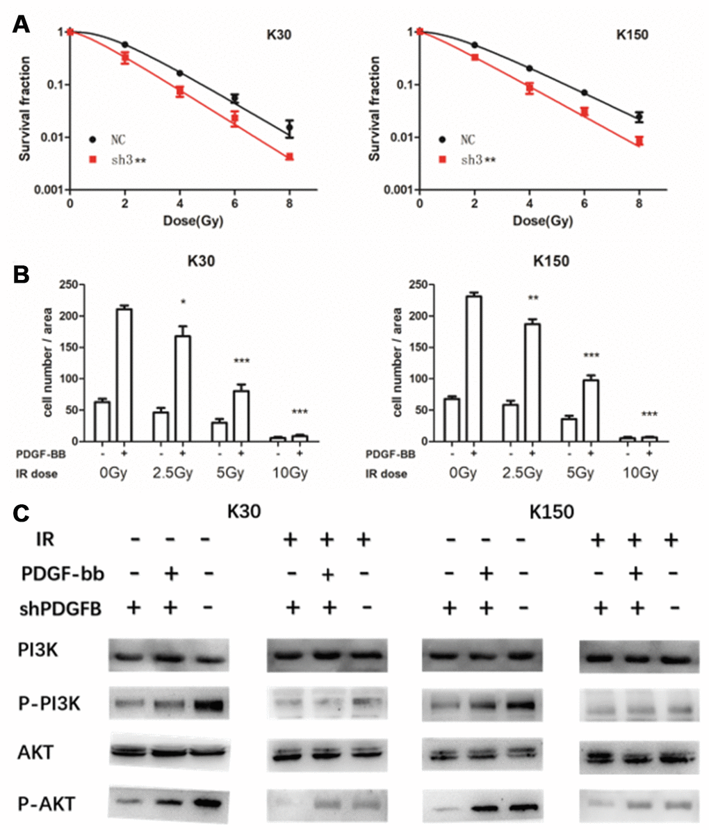 Inhibition of PDGFB enhanced the sensitivity of esophageal squamous cell carcinoma cells to ionizing radiation (IR), a treatment modality that suppressed PDGF-BB-induced migration, and did so by blocking the PI3K/AKT pathway. PDGFB-knockdown in cancer cells showed lower colony formation capacity than control cells after IR (A). In addition, results of the transwell assay suggested that PDGF-BB can promote KYSE30 and KYSE150 cell migration while IR can suppress it (B). Western blot analysis showed that the PI3K/AKT pathway was activated by PDGF-BB, and pretreatment with IR suppressed PDGF-BB-induced phosphorylation of PI3K and AKT in both cell-lines (C). *P 