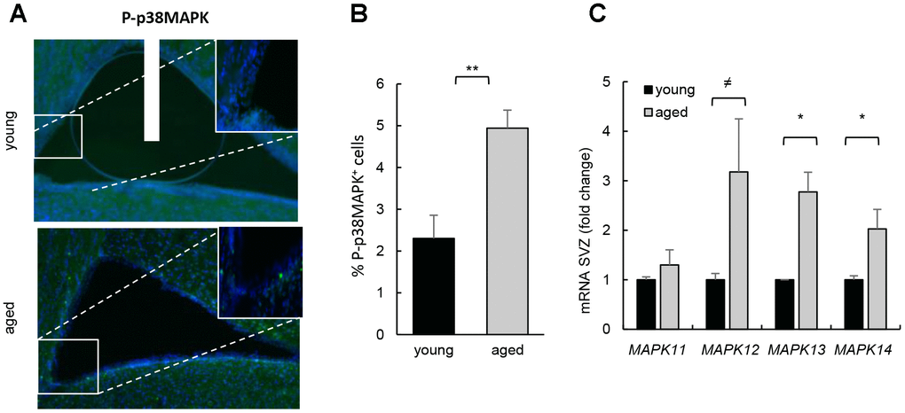 Increased p38MAPK activity in SVZ neurogenic niche with aging. (A) Representative immunofluorescence for P-p38MAPK in SVZ of young (2 month-old) and aged (over 24 month-old) C57BL/6J mice (n≥2). (B) Quantification of number of P-p38MAPK positive cells in this region. (C) MAPK11, MAPK12, MAPK13 and MAPK14 mRNA levels in SVZ of young (2 month-old) and aged (over 24 month-old) C57BL/6J mice (n≥4).