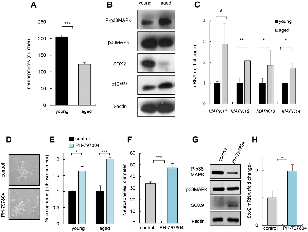 p38MAPK activity regulates NSC/progenitor aging in vitro. (A) Quantification of neurospheres from young (2 month-old) and aged (over 24 month-old) C57BL/6J mice (n=3). (B) P-p38MAPK, SOX2 and p16Ink4a expression in neurospheres derived from animals at the indicated ages (n=3). (C) Analysis of MAPK isoforms in neurospheres. (D) Representative image and (E) quantification of neurospheres derived from the SVZ of young and aged C57BL/6J mice treated with p38MAPK inhibitor (PH-797804) or control (DMSO) (n=4). (F) Quantification of the diameter of secondary neurospheres derived from aged mice treated with PH-797804 or control (n=4). (G) Representative western blot of P-p38MAPK, p38MAPK, SOX9 and ß-actin in 2ry neurospheres from aged mice (n=2). (H) Quantification of Sox2 mRNA levels in aged cells (n=3).