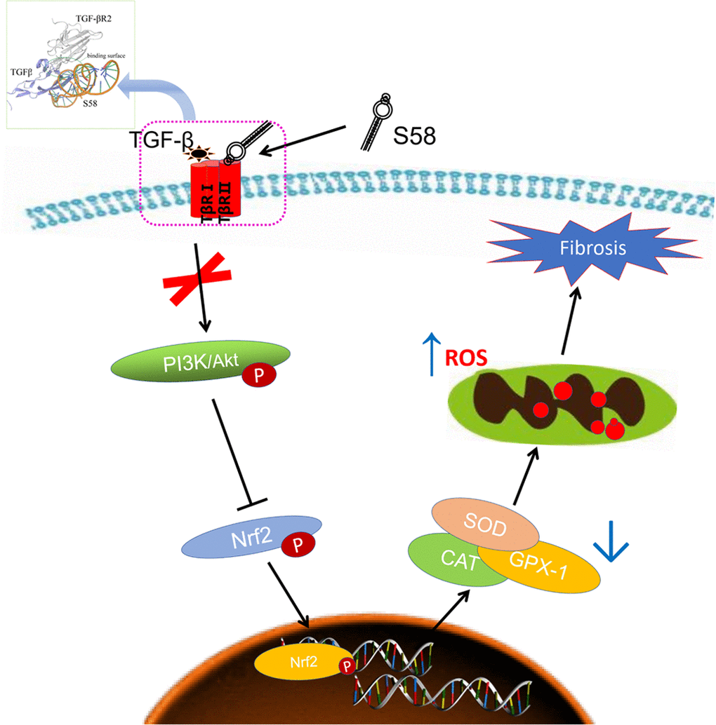 Schematic diagram showing the mechanisms by which S58 promotes antioxidant defense of HConFs against fibrosis. S58 competitively binds to TβR II at the expense of TGF-β2 obviously accelerates the removal of ROS by activating the PI3K/Akt/Nrf2 signaling pathway and improves repair potential.