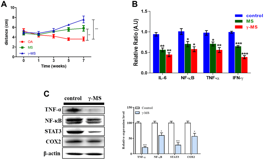 γ-MS treatment improved the mobility in OA mice and downregulated the expression of inflammatory markers. (A) Total distance travelled (during the test period) comparison of OA control; MS and γ-MS treated OA mice, significant recovery of OA is observed γ-MS treated mice in comparison to control and MS treatment group; (B) Significant decrease in expression of IL-6, TNF-α, INF-y and NFkB were observed in y-MS treatment group in comparison to the control group; (C) Western blot and bands quantified using densitometry analysis (ImageJ software). The treatment of γ-MS resulted in a markedly decrease in the expression of TNF-α, NFkB, STAT3, and COX2 as compared to the control group. The experiments were performed three times independently. Right panel represents the quantitative representation of 3 independent Western blot analyses. *P