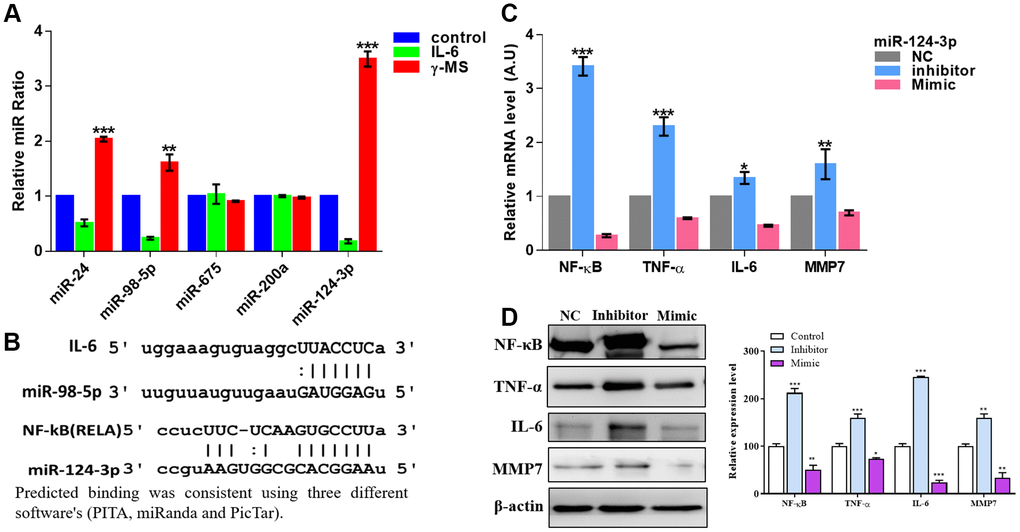 γ-MS mediated effects were associated with increased miR-124-3p. (A) qPCR analysis of different inflammation-associated miRs. SW982 cells were stimulated with IL-6 and showed a significantly decreased level of miR-24, miR-98-5p and miR-124-3p (the most responsive miR) while γ-MS treatment significantly increased these miRs. (B) Mir-Target prediction shows the 3’UTR sites of IL-6 and NF-κB respectively targeted by miR-98-5p and miR-124-3p. (C, D) qPCR and Western blot analysis (quantified band by densitometry analysis using ImageJ software) demonstrated that inhibitor of miR-124-3p led to an elevated level of inflammatory markers, TNF-α, IFN- γ, IL-6 and MMP7 while the mimic molecule reduced the level. *P