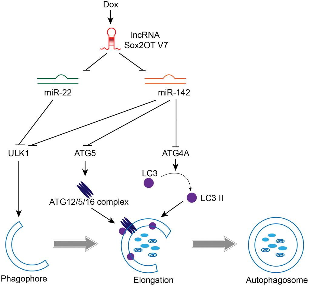 A mechanistic schematic diagram showing the Sox2OT-V7/miR-142/miR-22 axis modulating the autophagy in OS cells via the autophagy-related genes, ULK1, ATG4A, and ATG5.