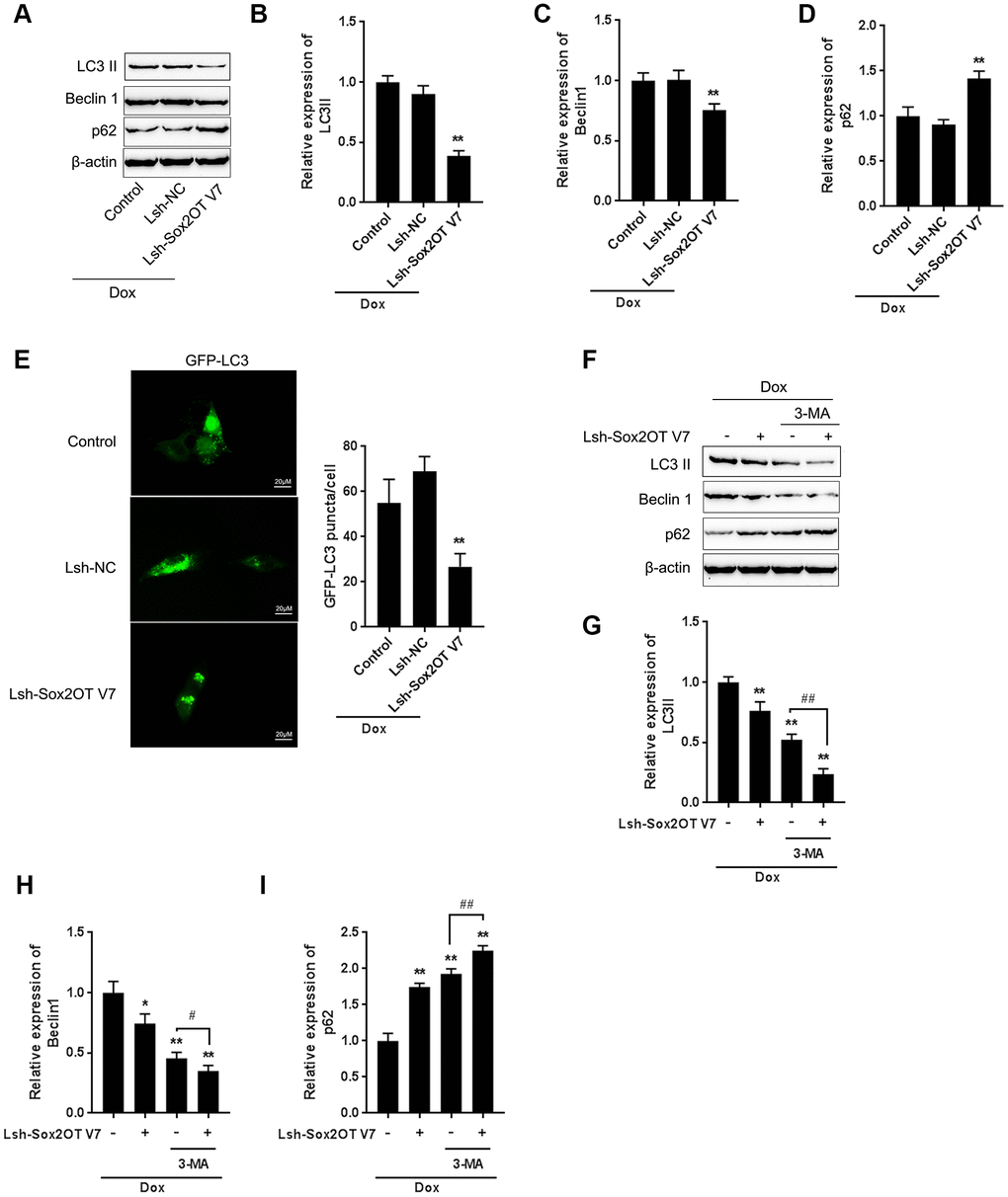 LncRNA Sox2OT-V7 silencing attenuates Dox-induced autophagy in OS cells. (A–D) Sox2OT-V7 silencing in U2OS cells was achieved by infection with Lsh-Sox2OT-V7. Sox2OT-V7-silenced U2OS cells were treated with Dox, and examined for the protein levels of LC3II, Beclin 1, and p62 were examined. (E) Sox2OT-V7-silenced U2OS cells with stable eGFP-LC3 expression were treated with Dox (5 μM) for 24 h, and the formation of puncta was examined by using a confocal microscope. Representative images are presented. (F–I) Sox2OT-V7-silenced U2OS cells were cotreated with Dox (5 μM) and 3-MA (5 μM) for 24 h, and he protein levels of LC3 II, Beclin 1, and p62 were examined. The data are presented as the mean ± SD of three independent experiments. *PPPP
