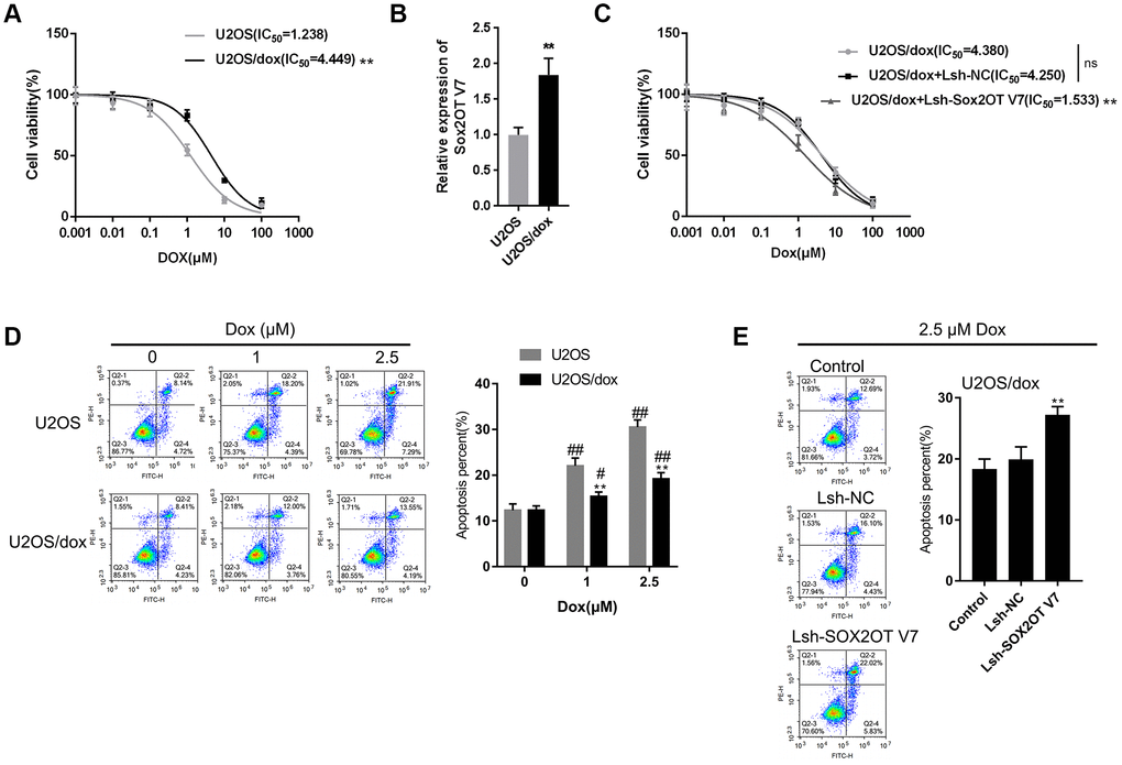 LncRNA Sox2OT-V7 silencing increases the sensitivity of OS cells to Dox. (A) Parantal U2OS cells and Dox-resistant U2OS/Dox cells were treated with a series of concentrations of Dox (0.001, 0,01, 0.1, 1, 10, and 100 μM) and examined for cell viability by MTT assay. (B) The expression of lncRNA Sox2OT-V7 in original U2OS and Dox-resistant U2OS/Dox cells was determined using real-time PCR. (C) U2OS/Dox cells were transfected with Lsh-NC or Lsh-Sox2OT-V7, treated with a series of concentrations of Dox (0.001, 0,01, 0.1, 1, 10, and 100 μM), and examined for cell viability by MTT assay. (D) Parental U2OS and Dox-resistant U2OS/Dox cells were treated with a series of concentrations of Dox (0, 1, and 2.5 μM) and cell apoptosis was examined by flow cytometry. **PPPE) U2OS/Dox cells were transfected with Lsh-NC or Lsh-Sox2OT-V7, treated with 2.5 μM Dox, and examined for cell apoptosis by flow cytometry. **PP
