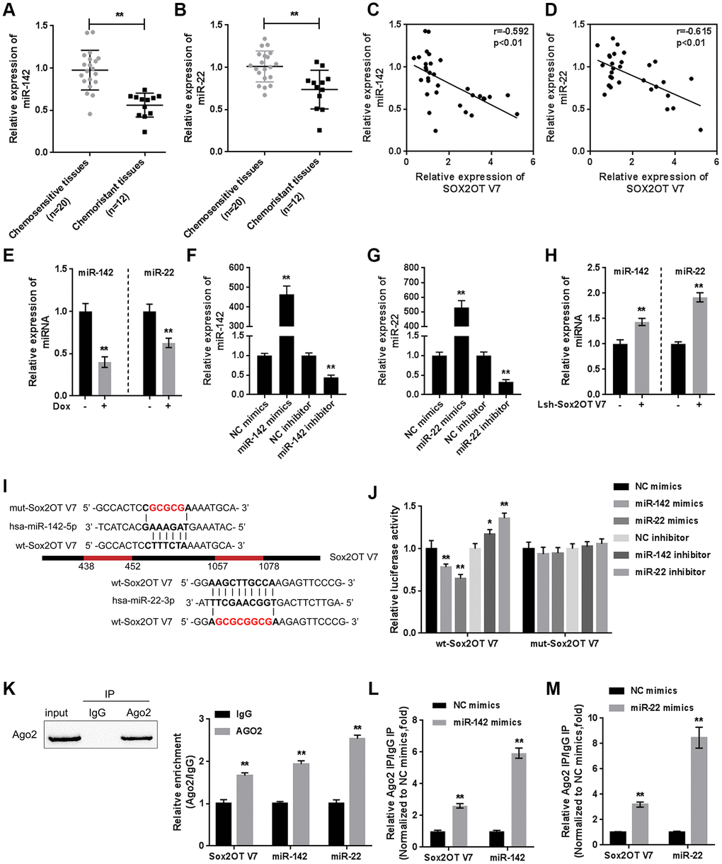 miR-142 and miR-22 are inhibited by Dox treatment and negatively correlated with Sox2OT-V7. (A, B) The expression of miR-142 and miR-22 in chemosensitive and chemoresistant OS tissues was determined by qPCR. (C, D) The correlation of Sox2OT-V7, miR-142, and miR-22 was analyzed by Pearson’s correlation analyses. (E) miR-142 and miR-22 expression in OS cells treated with Dox was determined by qPCR. (F, G) miR-142 and miR-22 overexpression and inhibition in U2OS cells were achieved by transfection of miR-142 and miR-22 mimics or inhibitor, as confirmed by qPCR. (H) miR-142 and miR-22 expression in Sox2OT-V7 silenced OS cells was determined by qPCR. (I) Predicted miR-142 and miR-22 binding sites in Sox2OT-V7. Wild-type and mutant-type Sox2OT-V7 reporter vectors containing wild-type or mutant-type miR-142 or miR-22 binding sites were constructed. (J) The above-described vectors were cotransfected in HEK293 cells with miR-142 or miR-22 mimics or inhibitor, and the luciferase activity was determined. (K) Association of Sox2OT-V7, miR-142, and miR-22 with AGO2 in HEK293 cells. Detection of AGO2 and IgG using immunoblotting assays. (L, M) RIP assay in HEK293 cells transfected with control miRNA (miR-NC) or miR-142 mimics or miR-22 mimics followed by real-time PCR to detect Sox2OT-V7 associated with AGO2. The data are presented as mean ± SD of three independent experiments. *PP