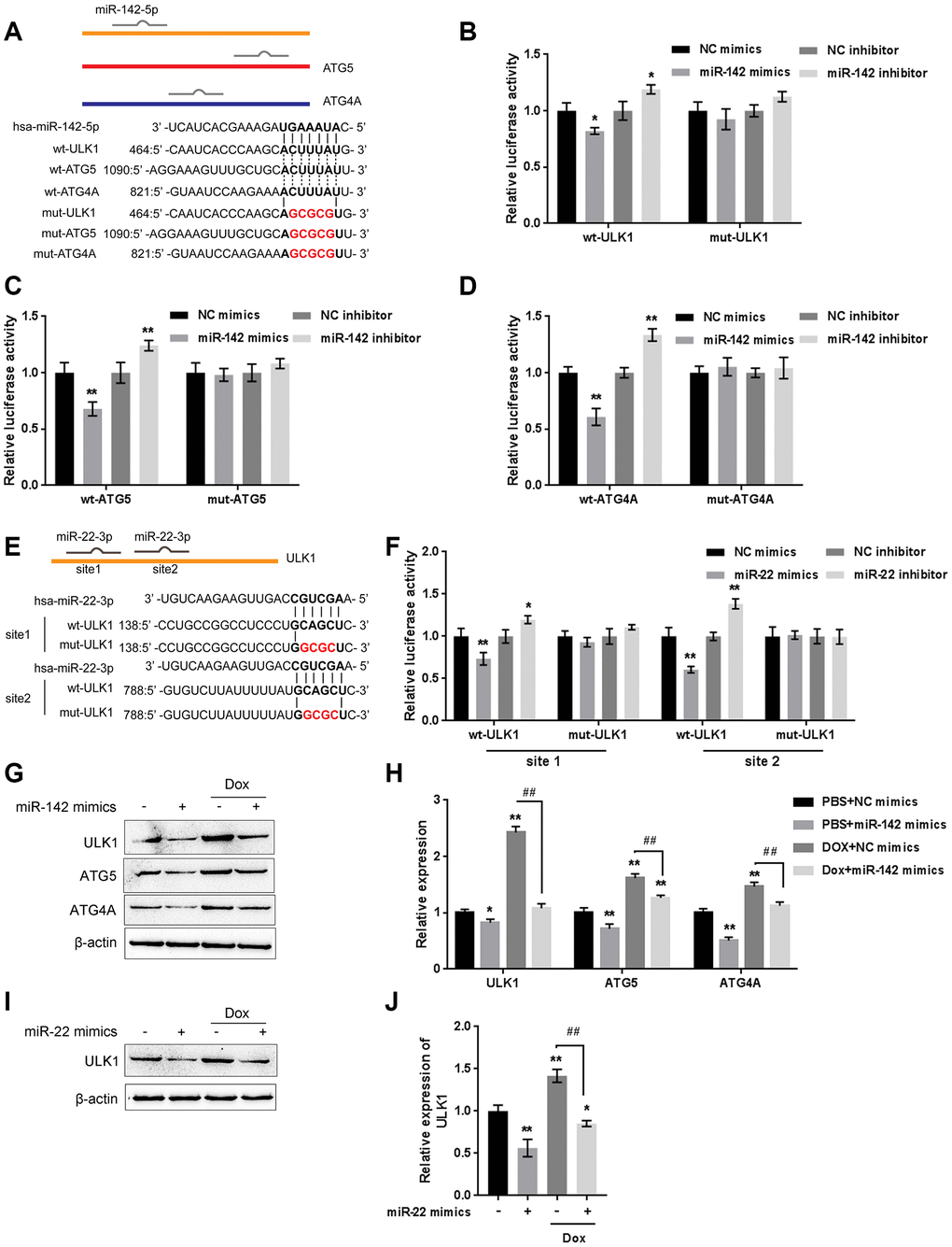 miR-22/miR-142 targets the key autophagy proteins ATG5, ATG4A and ULK1. (A) Predicted miR-142 binding sites in the ULK1, ATG4A, and ATG5 3'UTR. Wild-type and mutant-type ULK1, ATG4A, and ATG5 3'UTR reporter vectors containing wild-type or mutant-type miR-142 binding sites were constructed. (B–D) These vectors were co-transfected into HEK293 cells with miR-142 mimics or inhibitor, and the luciferase activity was determined. (E) Predicted miR-22 binding sites in ULK1. Wild-type and mutant-type ULK1 3'UTR reporter vectors containing wild- or mutant-type miR-22 binding sites were constructed. (F) These vectors were cotransfected into HEK293 cells with miR-22 mimics or inhibitor, and the luciferase activity was determined. (G, H) U2OS cells were transfected with miR-142 mimics in the presence or absence of Dox and examined for the protein levels of ULK1, ATG4A, and ATG5 were examined. (I, J) U2OS cells were transfected with miR-22 mimics in the presence or absence of Dox (5 μM), and the protein levels of ULK1 were examined. The data are presented as the mean ± SD of three independent experiments. *PPP