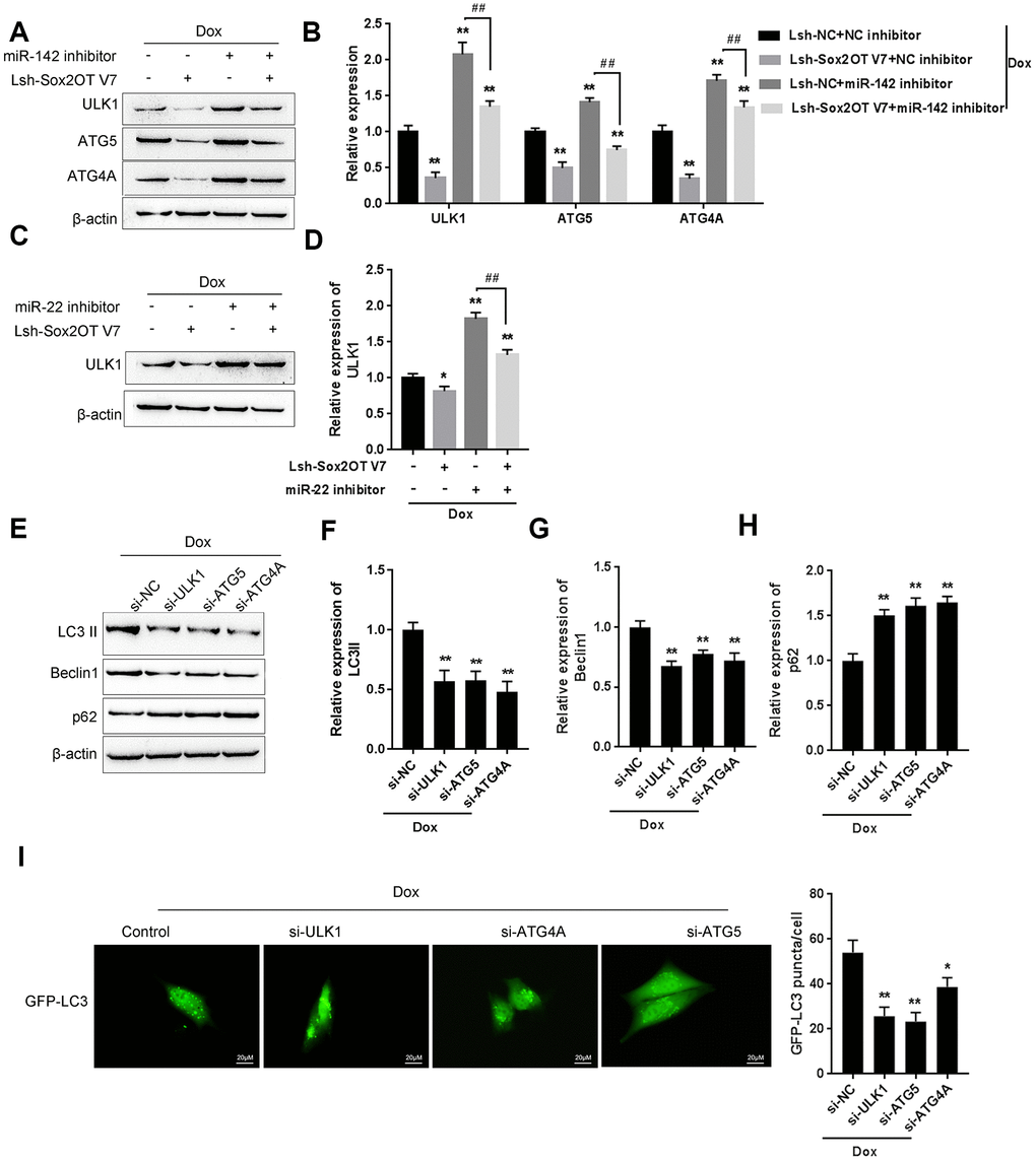The Sox2OT-V7/miR-142/miR-22 axis modulates autophagy in OS cells by regulating autophagy-related genes. (A, B) U2OS cells were cotransfected with Lsh-Sox2OT-V7 and miR-142 inhibitor under Dox treatment and the protein levels of ULK1, ATG4A, and ATG5 were examined. (C, D) U2OS cells were cotransfected with Lsh-Sox2OT-V7 and miR-22 inhibitor under Dox treatment the protein levels of ULK1. (E–H) U2OS cells were transfected with si-ULK1, si-ATG4A, or si-ATG5 under Dox treatment and the protein levels of LC3 II, Beclin 1, and p62 were examined using immunoblotting. The data are presented as the mean ± SD of three independent experiments. *PPPI) U2OS cells with stable eGFP-LC3 expression were transfected with si-ULK1, si-ATG4A, or si-ATG5 under Dox treatment, and the formation of puncta was examined by using a confocal microscope. Representative images are presented.