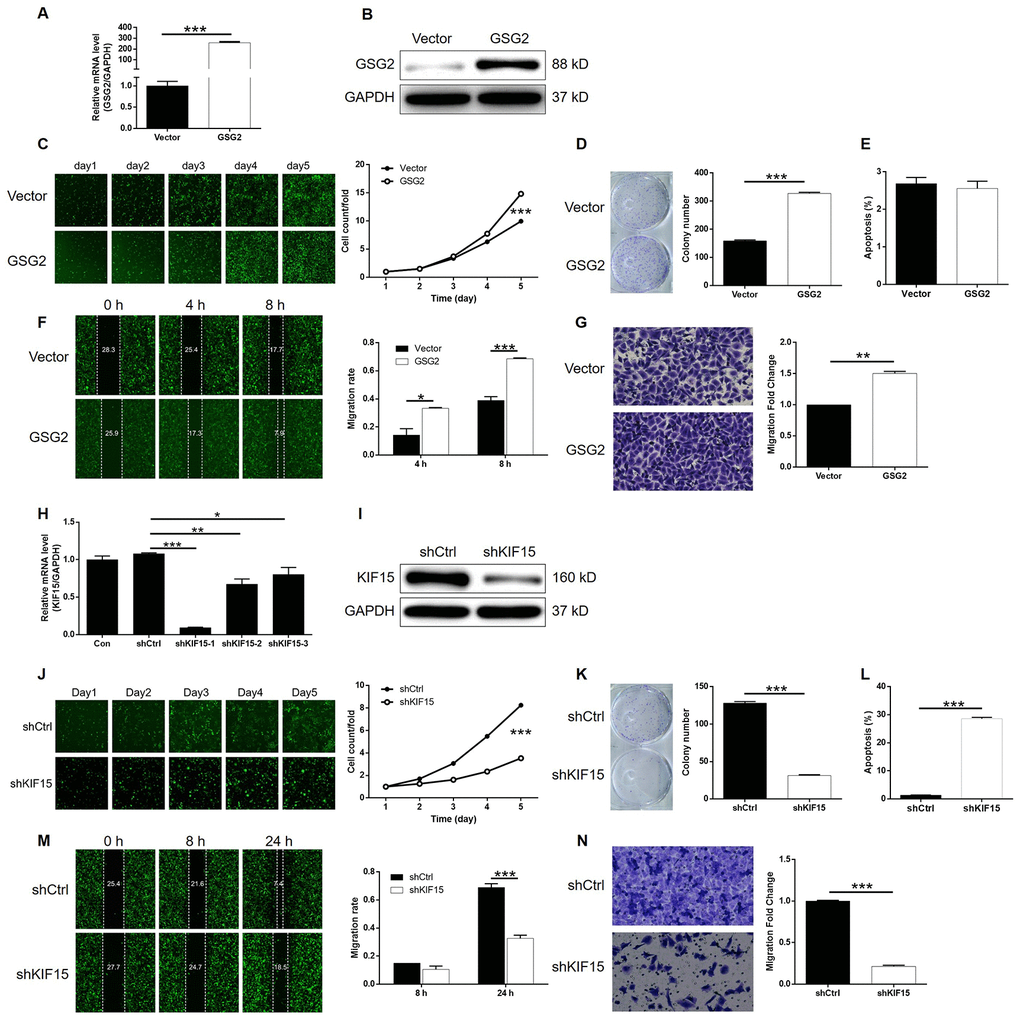 Overexpression of GSG2 promoted bladder cancer and knockdown of KIF15 inhibited bladder cancer. (A) The efficiency of GSG2 overexpression in T24 cells was evaluated by qPCR. (B) The successful overexpression of GSG2 in T24 cells was confirmed by western blotting. (C) Celigo cell counting assay was performed to examine the effects of GSG2 overexpression on cell proliferation of T24 cells. (D) The ability of T24 cells with or without GSG2 overexpression to form colonies was examined by colony formation assay. (E) Flow cytometry was performed to detect cell apoptosis of T24 cells with or without GSG2 overexpression. (F, G) The effects of GSG2 overexpression on cell migration of T24 cells were evaluated by wound-healing (F) and Transwell (G) assays. (H) The efficiency of KIF15 knockdown in T24 cells was evaluated by qPCR. (I) The successful knockdown of KIF15 in T24 cells was confirmed by western blotting. (J) Celigo cell counting assay was performed to examine the effects of KIF15 knockdown on cell proliferation of T24 cells. (K) The ability of T24 cells with or without KIF15 knockdown to form colonies was examined by colony formation assay. (L) Flow cytometry was performed to detect cell apoptosis of T24 cells with or without KIF15 knockdown. (M, N) The effects of KIF15 knockdown on cell migration of T24 cells were evaluated by wound-healing (M) and Transwell (N) assays. The figures are representative data from at least three independent experiments. The data were expressed as mean ± SD (n ≥ 3), *PPP