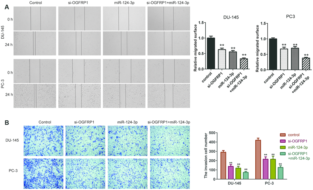 miR-124-3p and knockdown of OGFRP1 inhibited the migration and invasion in PCa cells. (A) Cell invasion of DU145 and PC3 cells was detected by Transwell assay. (B) Cell migration of siOGFRP1 transfected DU145 and PC3 cells was detected by wound healing assay. **P