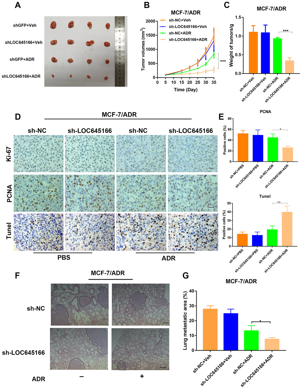 Inhibition of lnc-LOC645166 suppresses the growth and metastasis of ADR-resistant breast cancer cells in vivo. (A) Nude mice were subcutaneously xenografted with transfected lnc-LOC645166 knockdown and control adriamycin resistance breast cancer cells (MCF-7/ADR) and intraperitoneally injected with adriamycin every other day. Representative images of tumors and tumor volumes are shown. (B)Tumors derived from cells transfected with sh-LOC645166 or sh-NC were measured under a condition with PBS or adriamycin. Tumor volume was measured. (C) Weight of tumors derived from each group were calculated. (D and E) The tumor sections were subjected to H&E and immunostaining of Ki67 and TUNEL staining. (F) Representative HE images of metastatic lung in each group. Scale bar, 100 mm. (G) lung metastasis areas in each group. The data represented the mean±SD of three independent experiments. *P