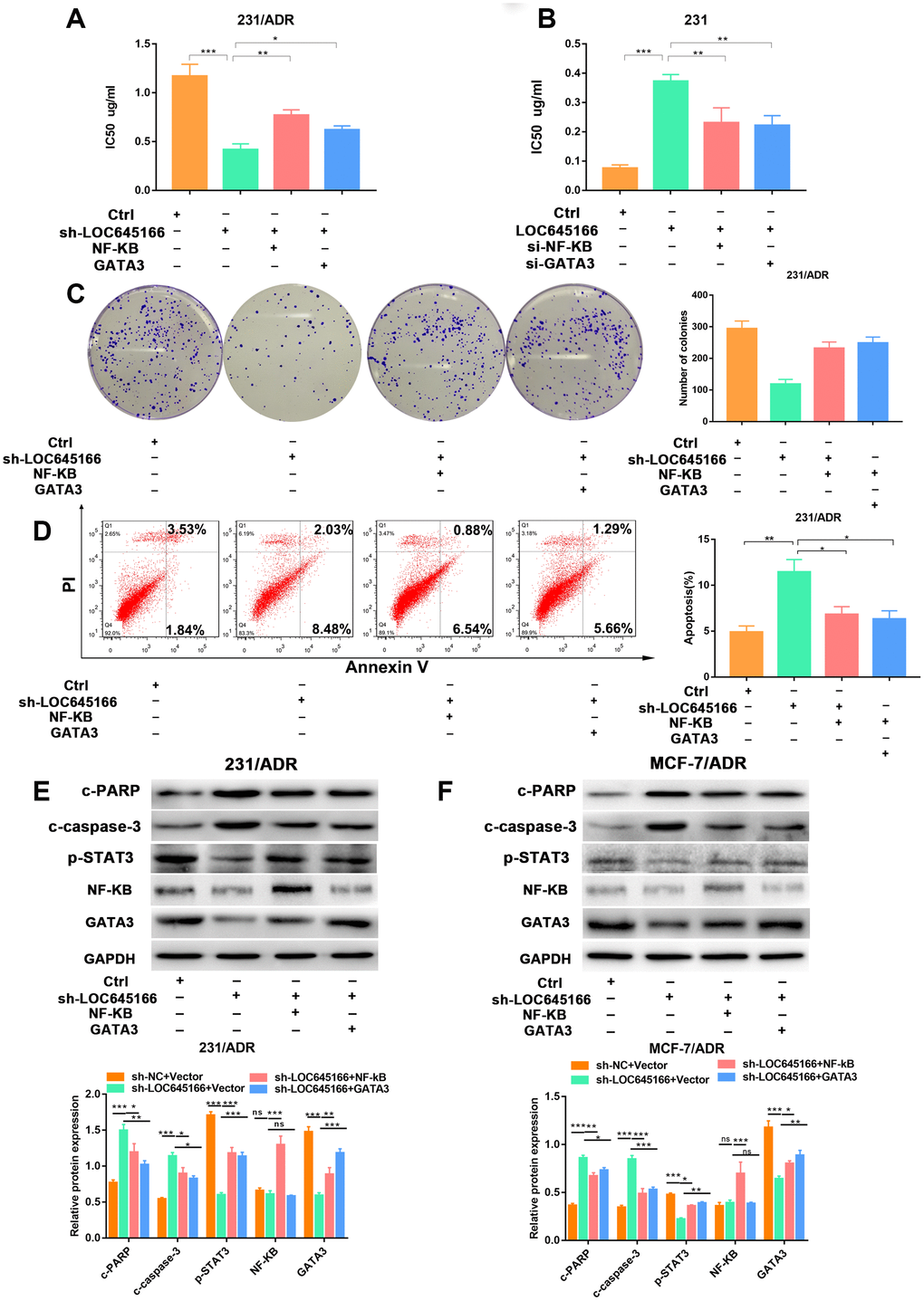 The biological role of lnc-LOC645166 in breast cancer cells was mediated by NF-κB and GATA3 and E2F3. (A) CCK-8 assays were performed to determine the ADR sensitivity of MCF-7/ADR cells cotransfected with sh-LOC645166 and pcDNA-NF-κB or pcDNA-GATA3. (B) CCK-8 assays were performed to determine the ADR sensitivity of 231 cells cotransfected with lnc-LOC645166 and si-NF-κB or si-GATA3. (C) Colony formation ability of 231/ADR cells was assessed when cotransfected with sh-LOC645166 and pcDNA-NF-κB or pcDNA-GATA3. (D) The apoptosis rate of 231/ADR cell cotransfected with sh-LOC645166 and pcDNA-NF-κB or pcDNA-GATA3 was measured by flow cytometric analysis. (E, F) Western blot assays were used to measure the expression of NF-κB, GATA3, c-PARP, c-Caspase-3 and p-STAT3 in 231/ADR and MCF-7/ADR cells cotransfected with sh-LOC645166 and pcDNA-NF-κB or pcDNA-GATA3. Data are shown as means ± SD. *p 