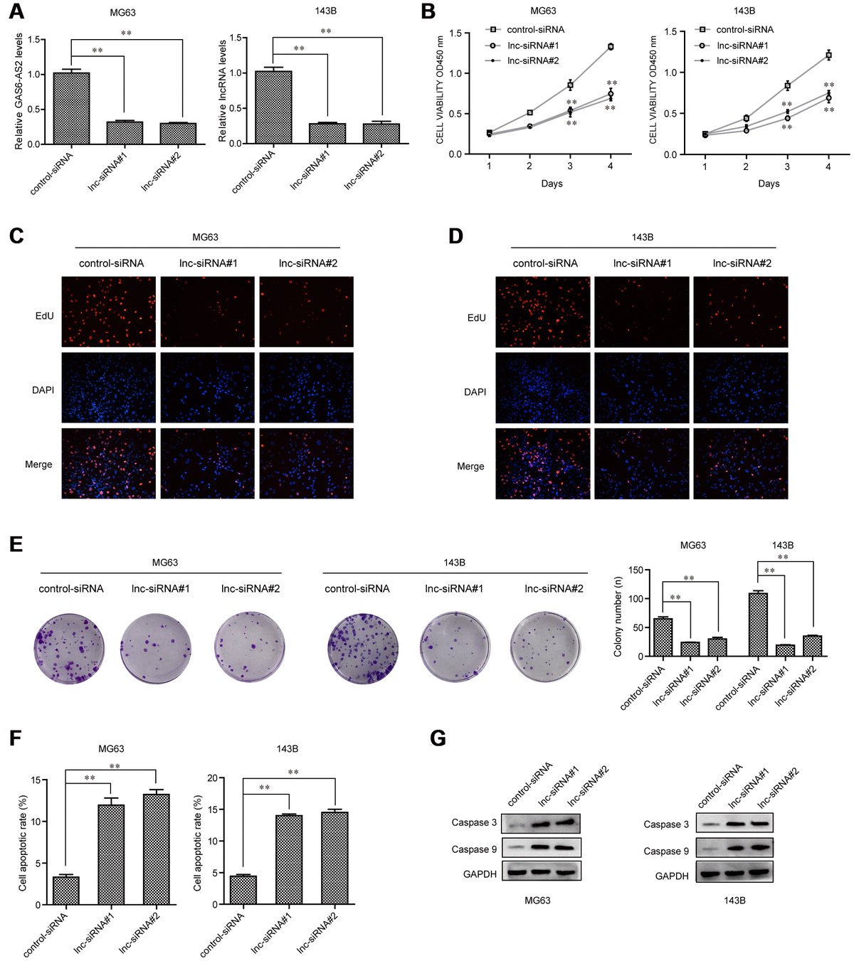 USF1-mediated upregulation of lncRNA GAS6-AS2 facilitates osteosarcoma ...