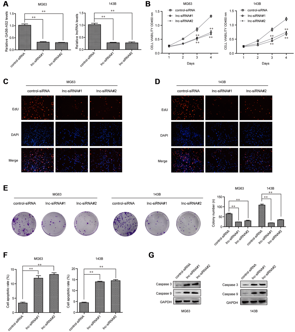 GAS6-AS2 knockdown impaired the proliferation and promoted cell apoptosis. (A) qPCR detected GAS6-AS2 levels in MG63 and 143B cells after transfection with GAS6-AS2 siRNAs. (B) CCK-8 assays. (C and D) EdU assays. (E) Clonogenic assays evaluated the effects of GAS6-AS2 knockdown on cell colony formation capabilities in MG63 and 143B cells. (F) Flow cytometry analyses determined the cell apoptosis. (G) Western blot assays detected caspase 3/9 protein expression. * P 