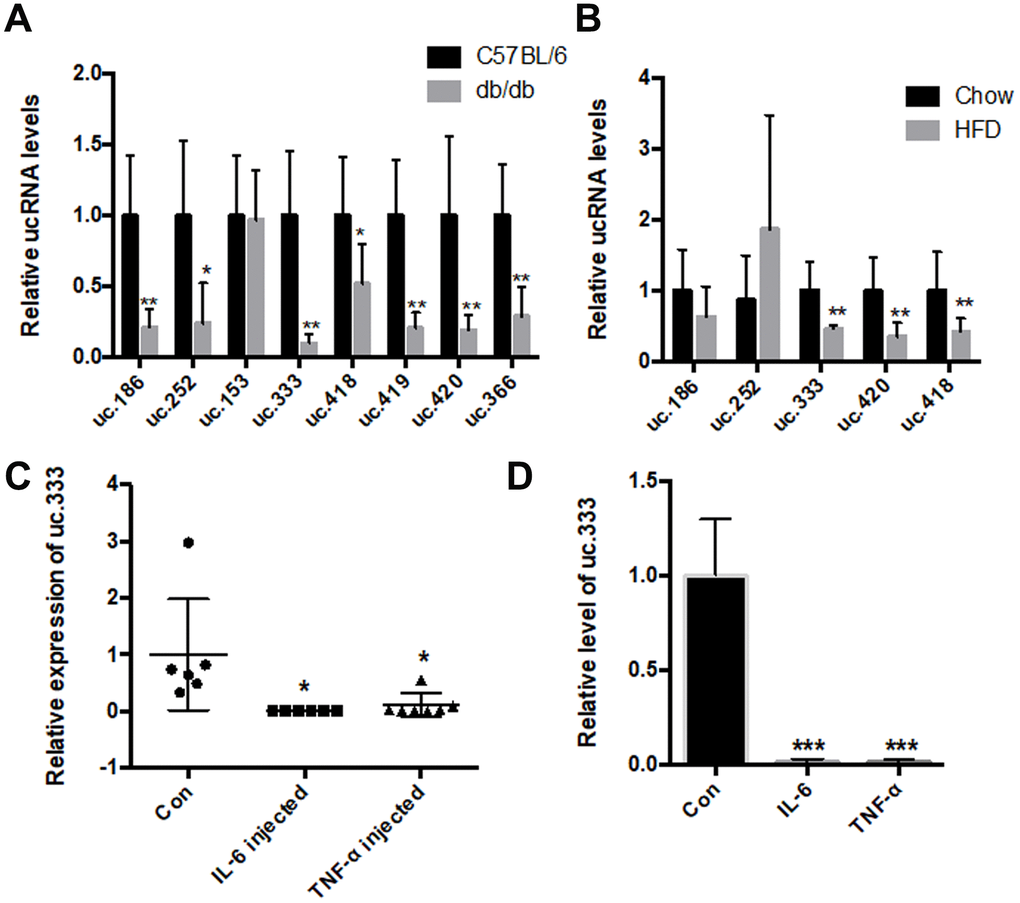 The level of uc.333 was reduced in the livers of the HFD-fed mice and db/db mice. (A) Expression of ucRNAs in the liver of db/db mice analyzed using real-time PCR (n = 6). (B) Expression of ucRNAs in the liver of HFD-fed mice analyzed using real-time PCR (n = 6). (C) Expression of uc.333 in liver of 10-week-old mice injected with IL-6 16 μg /mL and TNF-α 16 μg /mL for 7 days. (D) Expression of uc.333 in HepG2 cells induced with 20 nM TNF-α and 20 nM IL-6. Data are mean ± SEM; *P P P 