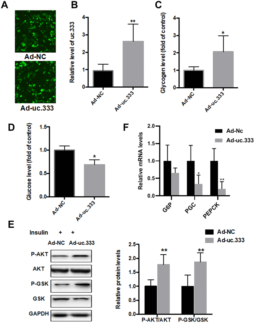 Overexpression of uc.333 ameliorated IR. (A) Immunofluorescence assay showed that Ad-NC or Ad-uc.333 transfected into HepG2 cells with equal transfection efficiency.(B) Level of uc.333 in the HepG2 cells transfected with Ad-uc.333 or Ad-NC for 48 h. (C) Glycogen content in HepG2 cells after transfection with Ad-uc.333 or Ad-NC for 48 h. (D) Expression of glucose in HepG2 cells transfected with Ad-uc.333m or Ad-NC for 48 h. (E) Protein levels of P-AKT, AKT, P-GSK, GSK, and GAPDH in HepG2 cells transfected with Ad- uc.3333 or Ad-NC for 48 h, as analyzed using Western blot. (F) The mRNA levels of G6Pase, PGC-1α and PEPKC were also decreased after overexpression of uc.333 compared with that of Ad-NC Data are mean ± SEM; *P P P 