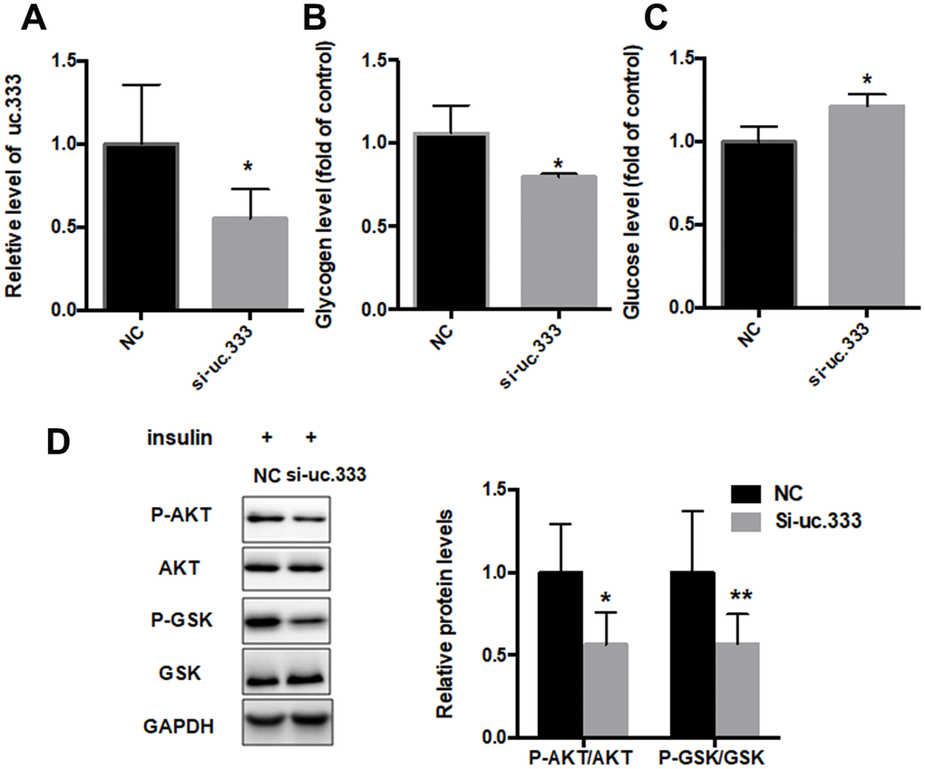 Inhibition of uc.333-promoted IR. (A) The results of quantitative RT-PCR analysis for the expression of uc.333 in HepG2 cells transfected with negative control (NC) or siRN. (B) Determination of glycogen content in HepG2 cells after transfection with si-uc.333 or NC for 48 h. (C) Expression of glucose in HepG2 cells transfected with si-uc.333m or NC for 48 h. (D) Expression of P-AKT, AKT, P-GSK, GSK, and GAPDH in HepG2 cells transfected with si-uc.333 or NC for 48 h, as analyzed using Western blot. Data are mean ± SEM; *P P P 
