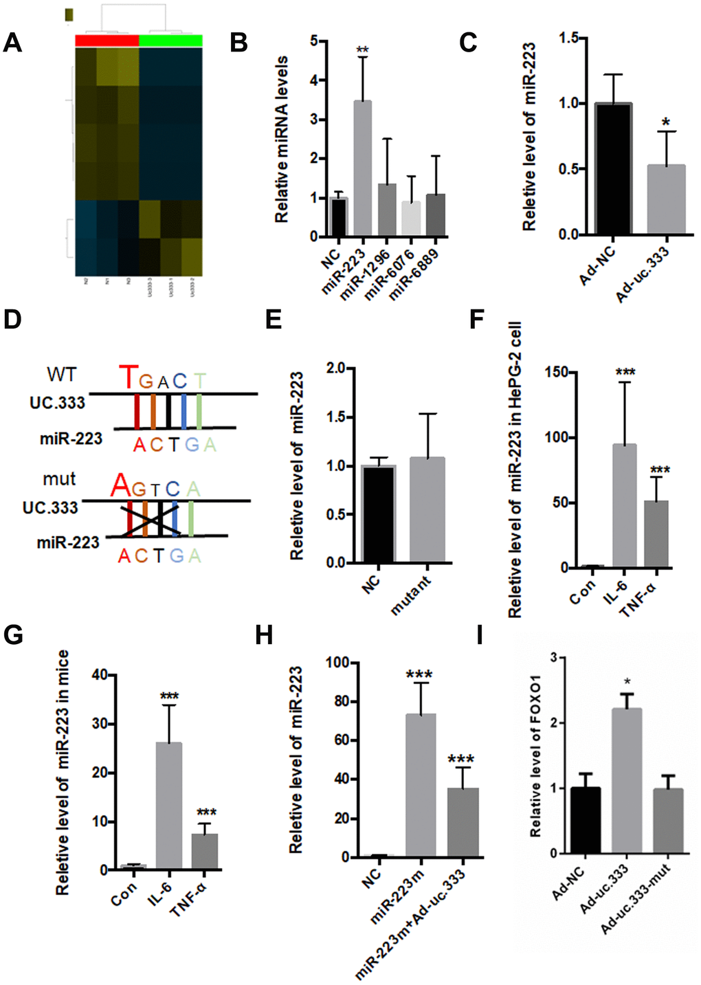 Interaction between Uc.333 and miR-223. (A) MiRNA-wide expression profiling in the HepG2 cells transfected with si-uc.333 (B) Expression of miR-223, miR-1296, miR-6067, and miR-6889 in the HepG2 cells transfected with si-uc.333 for 24 h. (C) Relative level of miR-223 in si-uc.333-infected HepG2 cells. (D) The sequence of miR-223 and its partial complementarity with uc.333. (E) Levels of miR-223 in the HepG2 cells transfected with Ad-uc.333 WT or Ad-NC mutant for 48 h. (F) Real-time PCR showed that miR-223 was decreased in HepG2 cells induced with IL-6 or TNF-α for 48 h. (G) Level of miR-223 in the livers of mice injected with IL-6 or TNF-α for 7 days. (H) Level of miR-223 in HepG2 cells transfected with miR-223 mimic with or without Ad-uc.333. (I) Tranfection with Ad-uc.333 significantly decreased the mRNA level of FOXO1, but Ad-uc.333-mut did not change the mRNA level of FOXO1 (Figure 5I). Data are mean ± SEM; *P P C, E: Student’s t test; B, F, G, H, I: analysis of variance [ANOVA]).