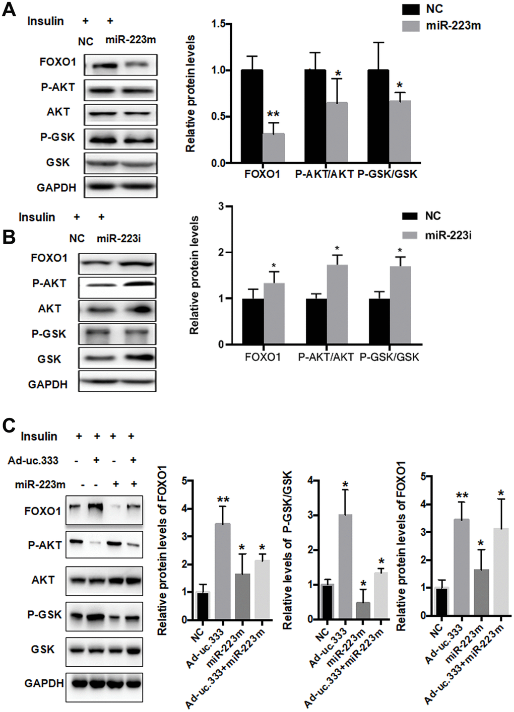 miR-223 regulated IR through direct targeting of FOXO1. (A) Protein levels of P-AKT, AKT, P-GSK, GSK, and GAPDH in HepG2 cells transfected with mimic miR-223 or NC for 48 h, as analyzed using Western blot. (B) Protein levels of P-AKT, AKT, P-GSK, GSK, and GAPDH in HepG2 cells transfected with miR-223 inhibitor or NC for 48 h, as analyzed using Western blot. (C) Protein levels of P-AKT, AKT, P-GSK, GSK, and GAPDH in HepG2 cells transfected with mimic miR-223 or NC for 48 h, as analyzed using Western blot. Data are mean ± SEM; *P P 