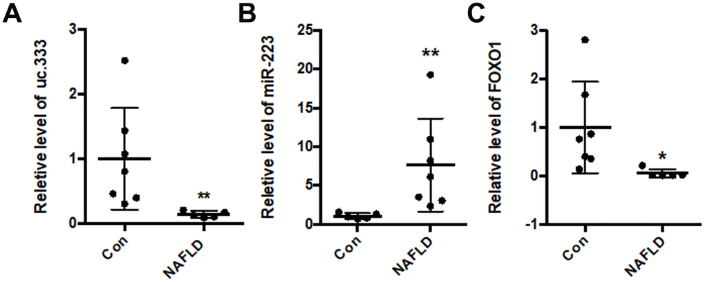 uc.333 expression was decreased in NAFLD patients. (A) Expression of uc.333 mRNA in the liver of NAFLD patients. (B) Identification of miR-223 in the liver of NAFLD patients. (C) Expression of FOXO1 mRNA in the liver of NAFLD patients. Data are mean ± SEM; *P P 