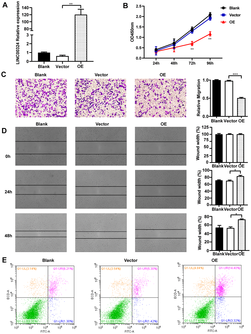 Overexpression of LINC00324 attenuates the cancer-related biological characteristics of MDA-MB-231 cells. (A) Lentivirus-mediated LINC00324 overexpression vectors were constructed and validated by qRT-PCR. (B) Proliferation of MDA-MB-231 cells in response to LINC00324 overexpression, measured using MTT assay. (C, D) Representative images of transwell assay showing MDA-MB-231 cells’ migration across the membrane after LINC00324 overexpression. Shown are images of immunohistochemical staining and the scratch wound healing assay. The histograms show the average number of migrated cells per field, calculated from five representative fields. (E) Apoptosis was assessed by flow cytometry in MDA-MB-231 cells after overexpression of LINC00324. All data are shown as means ± SEM. * P P P A, B), or are representative of three independent experiments with similar results (C–E).