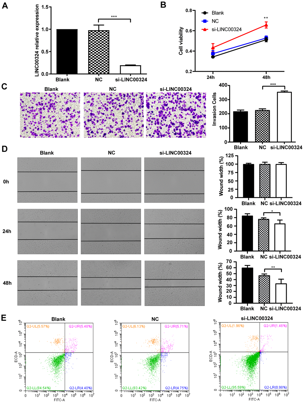 LINC00324 knockdown promotes the proliferative ability of MCF-7 cells. (A) qRT-PCR assays for LINC00324 levels in MCF-7 cells transfected with siRNA targeting LINC00324. (B) MCF-7 cells proliferation was detected by MTT assay after LINC00324 knockdown. (C) Transwell assays performed with MCF-7 cells transfected with LINC00324 siRNA or with negative control siRNA. (D) Wound healing assay was performed to determine the migration ability of MCF-7 cells after being transfected with LINC00324 siRNA or with negative control siRNA. (E) Flow cytometry analysis of the percentage of apoptotic MCF-7 cells with LINC00324 knocked-down. * P P P A, B), or are representative of three independent experiments with similar results (C–E).