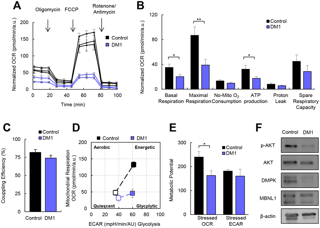 DM1-derived fibroblasts present impaired metabolism. (A) Kinetic normalized OCR response in DM1 and control fibroblasts in basal conditions and after consecutive addition of Oligomycin 1.5 μM, FCCP 1.5 μM and Antimycin-A/Rotenone 1.5 μM. A representative experiment out of 3 is shown with 3 independent control cultures and 2 DM1. (B, C) Quantification of mitochondrial respiratory functions and coupling efficiency in DM1 (n=7) and control fibroblasts (n=3). (D) Representative energy map and (E) Quantification of metabolic potential of DM1 and control fibroblasts. Stressed indicates the values of OCR and ECAR after the injection of oligomycin and FCCP simultaneously. Results are obtained from controls (n=3) and DM1 (n=5) cultures. (F) Representative immunoblots of phospho-AKT, AKT, DMPK and MBNL1 in DM1-derived fibroblasts and healthy controls (n=3).