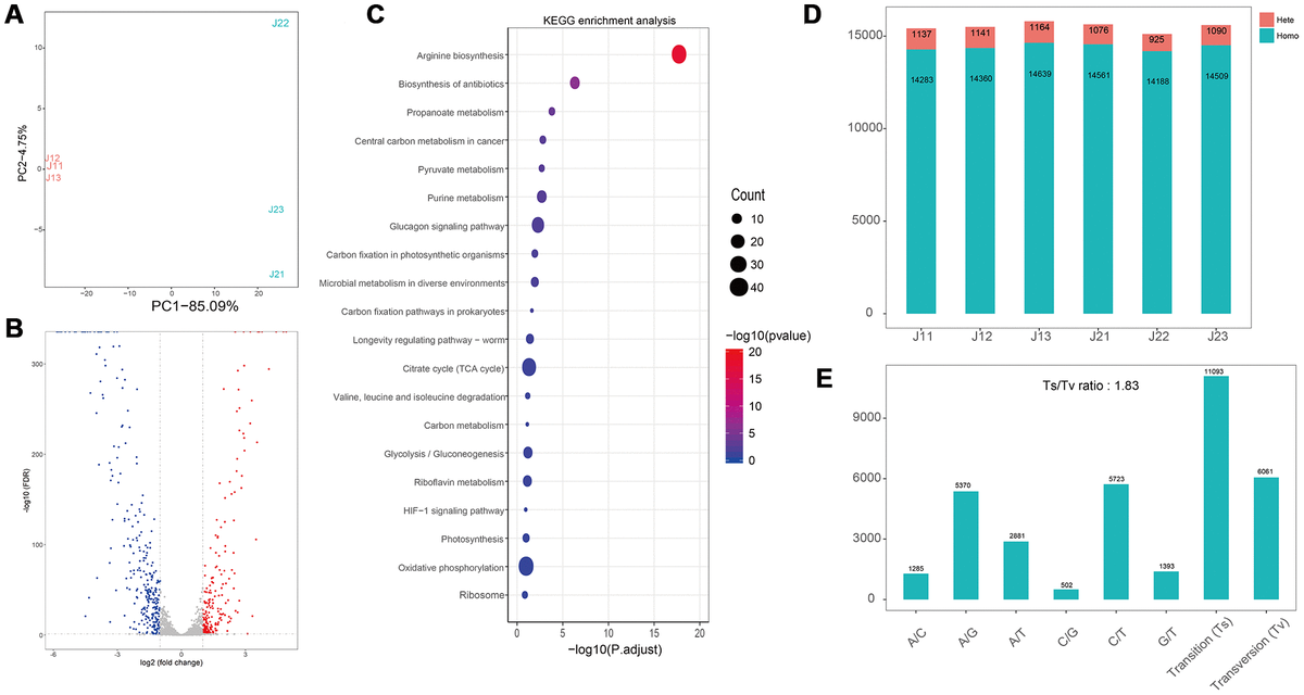 systematic-analysis-of-bacteriostatic-mechanism-of-flavonoids-using