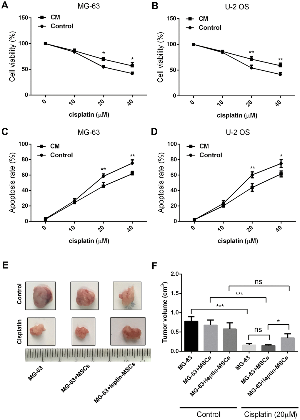 CM from leptin-conditioned MSCs promotes chemoresistance in OS cells. Results of CCK8 viability assays in cisplatin-treated MG-63 cells (A) and U-2 OS cells (B) incubated with CM collected from MSCs cultured in the presence (CM) or absence (Control) of leptin. *pC) and U-2 OS cells (D) incubated with CM collected from MSCs cultured in the presence (CM) or absence (Control) of leptin. *pE) Representative images of human OS xenografts excised from nude mice. (F) Quantification of tumor volumes at 21 days post-implantation. *p