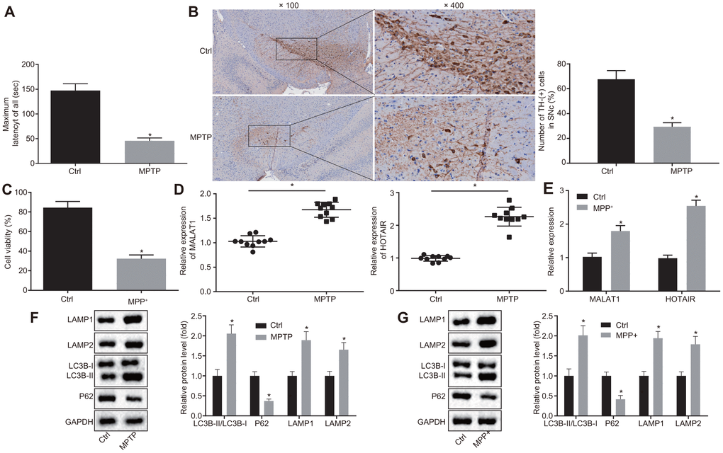 HOTAIR expression is elevated in PD. Abnormal motor functions of MPTP-treated and normal saline-treated mice evaluated using the rota rod test. (A) The number of TH-positive cells in SNc tissues of mice treated with MPTP or normal saline measured by IHC. (B) The viability of MN9D cells undergone MPP+ or PBS treatment detected by CCK-8 assay. (C) The expression patterns of MALAT1 and HOTAIR in the SNc tissues of mice treated with MPTP or normal saline determined by RT-qPCR. (D) The expression patterns of MALAT1 and HOTAIR in MN9D cells undergone MPP+ or PBS treatment determined by RT-qPCR. (E) The ratios of LC3B-I/LC3B-II and LAMP1/LAMP2 along with the P62 expression patterns in SNc tissues of mice treated with MPTP or normal saline determined by Western blot analysis. (F) The ratios of LC3B-I/LC3B-II and LAMP1/LAMP2 along with the P62 expression patterns in MN9D cells undergone MPP+ or PBS treatment, as measured by Western blot analysis. (G) *p 