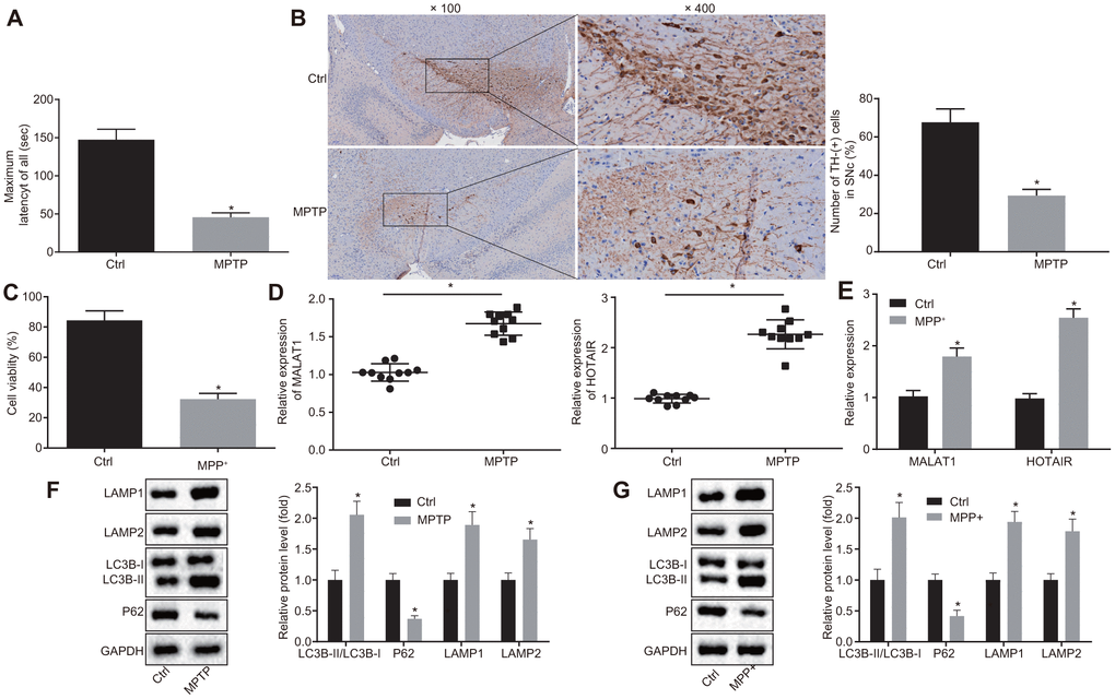 HOTAIR drives autophagy in midbrain dopaminergic neurons in the 