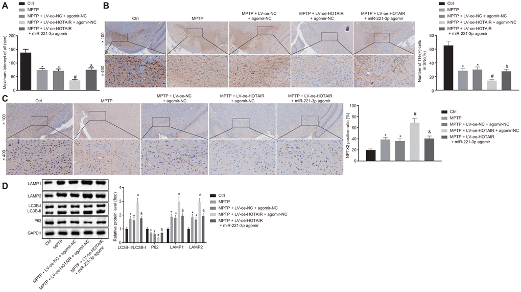 HOTAIR induces autophagy via miR-221-3p dependent NPTX2 elevation in PD mouse models. The retention time of PD mice in the rota rod test. (A) The number of TH positive cells in midbrain SNc tissues of PD mice tested by IHC. (B) The expression rate of NPTX2 in SNc tissues of PD mice detected by IHC. (C) The ratios of LC3B-I/LC3B-II and LAMP1/LAMP2 along with the P62 expression patterns in midbrain SNc tissues of PD mice measured by Western blot analysis (n = 10). (D) *p vs. PD mice injected with saline, #p vs. PD mice injected with MPTP + LV-oe-NC + agomir-NC, &p vs. PD mice injected with MPTP + LV-oe-HOTAIR + agomir-NC. Data (mean ± standard deviation) among multiple groups were analyzed using one-way ANOVA and subjected to Tukey’s post-hoc test. n = 10. PD, Parkinson’s disease; HOTAIR, HOX transcript antisense intergenic RNA; miR-221-3p, microRNA; NPTX2, neuronal pentraxin II; TH, T helper; SNc, substantia nigra compact; IHC, immunohistochemistry; MPTP, 1-methyl-4-phenyl-1,2,3,6-tetrahydropyrindine; NC, negative control.