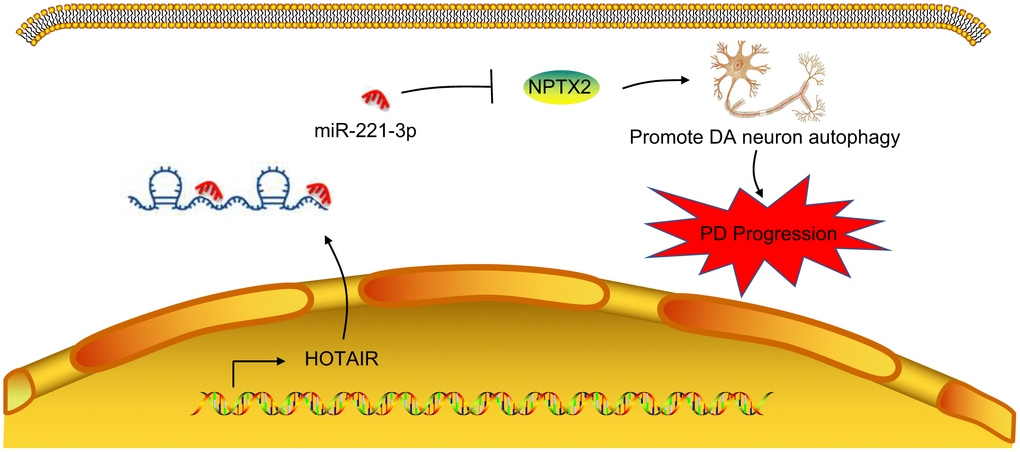A mechanism map depicting the role of the HOTAIR/miR-221-3p/NPTX2 axis in PD. Inhibition of HOTAIR expression reduces autophagy of dopaminergic neurons through miR-221-3p-mediated down-regulation of NPTX2, thus retarding the onset and progression of PD.