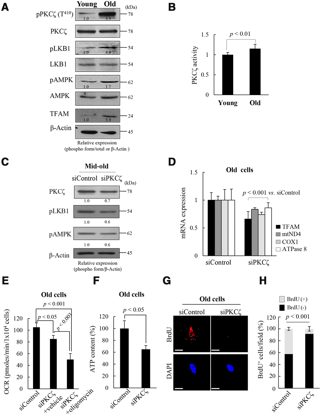 Protein kinase C zeta (PKCζ) regulates mitochondrial reprogramming in old fs-HDF cells. (A) Immunoblot of PKCζ, LKB1, AMPK, and TFAM in young and old cells. (B) PKCζ was purified from young and old cells by immunoprecipitation (IP) and subjected to in vitro kinase assay using a PKC kit. (C) Mid-old fs-HDF cells were transfected with siRNAs-PKCζ and subjected to immunoblot analysis. Band intensity was quantified using ImageJ software and normalized to β-actin. (D) Old fs-HDF cells transfected with siPKCζ were subjected to RT-qPCR to measure the expression of TFAM and the mitochondrial complex-I (ND4), -IV (COX1), and -V (ATPase8) subunits. Data were normalized to the siControl-transfected cells. (E) Old fs-HDF cells transfected with siPKCζ were treated with or without oligomycin (10 μM) for 1 h and the oxygen consumption rate (OCR; pmol/min/1 × 104 cells) was compared to that of siControl-transfected cells. Note significant inhibition of OCR by knockdown of PKCζ expression. It was more downregulated by oligomycin cotreatment. (F) ATP levels in old cells transfected with siPKCζ. (G) BrdU incorporation in old cells transfected with siControl or siPKCζ. Nuclei were stained with DAPI (blue). Scale bars, 10 μm. (H) BrdU incorporation in mitochondria was quantified. Confocal microscope images were captured and counted at least 200 cells using ImageJ software (n=10 images/group). Data are means ± SD of two independent experiments per group. Student’s t-test or one-way ANOVA followed by Tukey HSD post hoc test.
