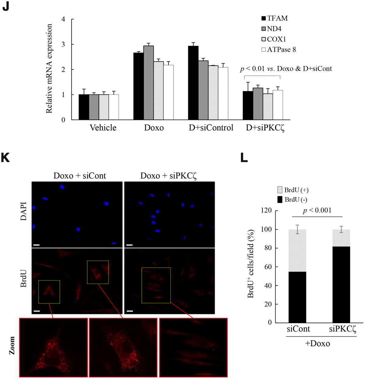 Mitochondrial Nucleoid Remodeling And Biogenesis Are Regulated By The ...