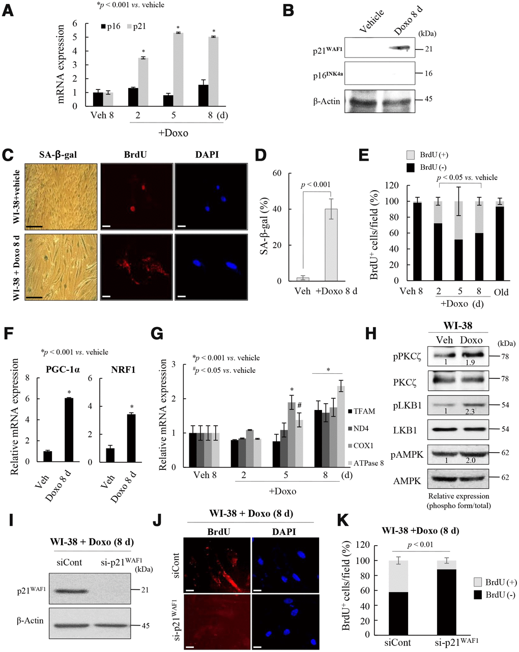 Activation of p21WAF1regulates mitochondrial reprogramming in senescent WI-38 cells. (A) Young WI-38 cells were treated with DOXO (100 ng/mL) for 24 h and maintained for 8 days; the expression of p21WAF1 and p16INK4a was assayed by RT-PCR at the indicated times. (B) Immunoblot analysis. Note induction of p21WAF1, but not p16INJ4a, expression in young cells after Doxo treatment. (C) SA-β-galactosidase expression and BrdU incorporation in mitochondria in young cells after Doxo treatment for 8 days. Nuclei were stained with DAPI. Scale bars, 100 μm (black bar) or 20 μm (white bar). (D) BrdU incorporation in mitochondria was quantified. More than 300 cells were counted in 5 fields. (E) Cells with BrdU (+) mitochondria were counted under a confocal microscope using ImageJ software (n = 20 images/group). (F) RT-qPCR analysis of PGC-1α and NRF1 expression in Doxo-treated WI-38 young cells. (G) The expression of TFAM and the complex-I, -IV, and -V subunits in Doxo-induced senescent WI-38 cells was measured by RT-qPCR. (H) Immunoblot analysis reveals activation of PKCζ, LKB1 and AMPK after Doxo treatment. Band intensity was quantified using ImageJ software. (I) Doxo treated WI-38 cells were transfected with siRNAs-p21WAF1 and subjected to immunoblot analysis. (J) Immunocytochemistry showing the loss of BrdU incorporation in mitochondria by knockdown of p21WAF1 expression in Doxo-treated cells. Nuclei were stained with DAPI. Scale bars, 20 μm. (K) BrdU incorporation in mitochondria was quantified. Confocal microscope images were captured and counted at least 200 cells using ImageJ software (n=10 images/group). Data are means ± SD of three independent experiments per group.