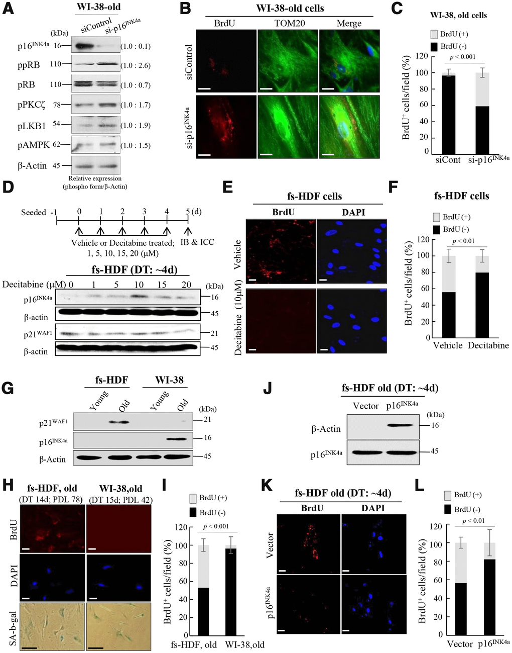 Silencing of p16INK4a or induction of p21WAF1 regulates mitochondrial remodeling in human fibroblasts. (A) Immunoblot analysis after knockdown of p16INK4a by transfection of old WI-38 cells with siRNA-p16INK4a. Note increase of pRB phosphorylation by knockdown of p16INK4a expression along with activation of the PKCζ-LKB1-AMPK signals. Band intensities were calculated by ImageJ software and normalized to that of β-Actin. (B) Knockdown of p16INK4a expression induced mitochondrial nucleoid formation in old WI-38 cells. Note anti-BrdU (red) and anti-Tom20 (green) expression in the siRNA-p16INK4a-transfected old WI-38 cells. Nuclei were stained with DAPI (blue). Scale bars, 10 μm. (C) Mitochondrial incorporation of BrdU was quantified. Confocal microscope images were captured and counted at least 120 cells using ImageJ software (n=6 images/group). (D) Induction of p16INK4a expression by repeated treatment of mid-old fs-HDF cells with decitabine (1–20 μM). The expression level of p16INK4a was higher after 5 days of 10 μM treatment, whereas that of p21WAF1 was constant. (E) Loss of mitochondrial nucleoid formation in fs-HDF mid-old cells treated with decitabine (10 μM) for 5 days. Scale bars, 20 μm. (F) Quantification of BrdU (+, -) mitochondria. Confocal microscope images were captured and counted at least 180 cells using ImageJ software (n = 8 images/group). (G) Significant induction of p21WAF1 expression in old fs-HDF cells, in contrast to p16INK4a expression in old WI-38 cells. (H) Comparison of old fs-HDF and old WI-38 cells. Note that 78 and 42 PDLs differed between the two cell types, respectively, despite the similar doubling times (DTs). Nucleoid remodeling was observed in the old fs-HDF cells, but not in the old WI-38 cells. Scale bars, 20 μm (white bar) or 100 μm (black bar). (I) Mitochondrial incorporation of BrdU was quantified. Confocal microscope images were captured and counted at least 180 cells using ImageJ software (n=9 images/group). (J) Mid-old fs-HDF cells were transfected with pCMV-p16INK4 and subjected to immunoblot analysis. (K) Loss of mitochondrial nucleoid formation in mid-old fs-HDF cells after forced expression of p16INK4 gene for 6 days. Scale bars, 20 μm. (L) Mitochondrial incorporation of BrdU was quantified. Confocal microscope images were captured and counted at least 150 cells using ImageJ software (n=7 images/group).
