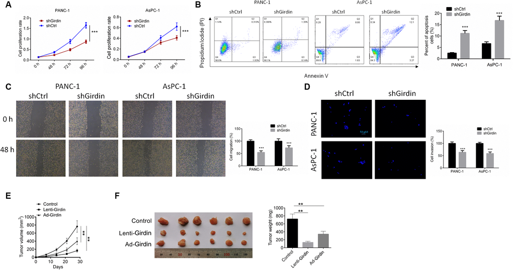 Girdin down-regulation regulates pancreatic cancer progression in vitro and in vivo. (A) Cell proliferation rates of both shCtrl and shGirdin cells were tested by CCK-8 assay. (B) APC/PI staining analysis to measure apoptosis levels of both shCtrl and shGirdin cells. Apoptosis levels were significantly higher in shGirdin cells. (C) Wound-healing assay was performed to examine the migration in PANC-1 and AsPC-1 cells with shCtrl or shGirdin transfection. (D) Transwell invasion assay was carried out in PANC-1 and AsPC-1 cells with shCtrl or shGirdin transfection. (E, F) Tumor growth curves were established by measuring tumor volume every 5 for 35 days after injection. Tumor weights isolated from nude mice in each treatment group were determined on day 28 after injection. Data was shown as mean ± SD. ***P