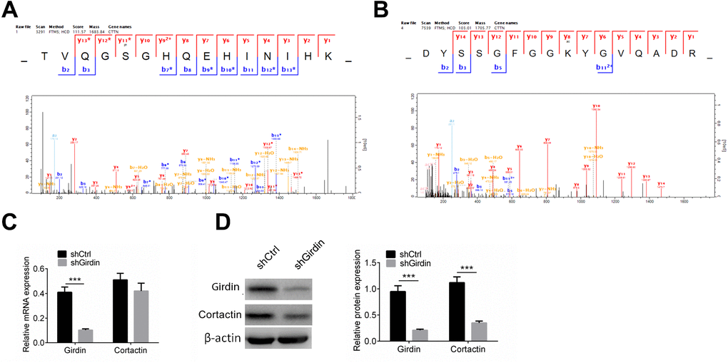 Cortactin protein level is decreased when knocking down Girdin. (A, B) Cortactin phosphorylation and acetylation. Cortactin was phosphorylated at S47 (A) and acetylated at K161 (B). (C) Expression of Girdin and Cortactin transcripts following shRNA knockdown of Girdin in PANC-1 cells was assessed by qPCR. (D) Western blotting results showed Girdin and Cortactin protein expression levels in shCtrl cells and shGirdin cells, with GAPDH loading control. Data was shown as mean ± SD. ***P